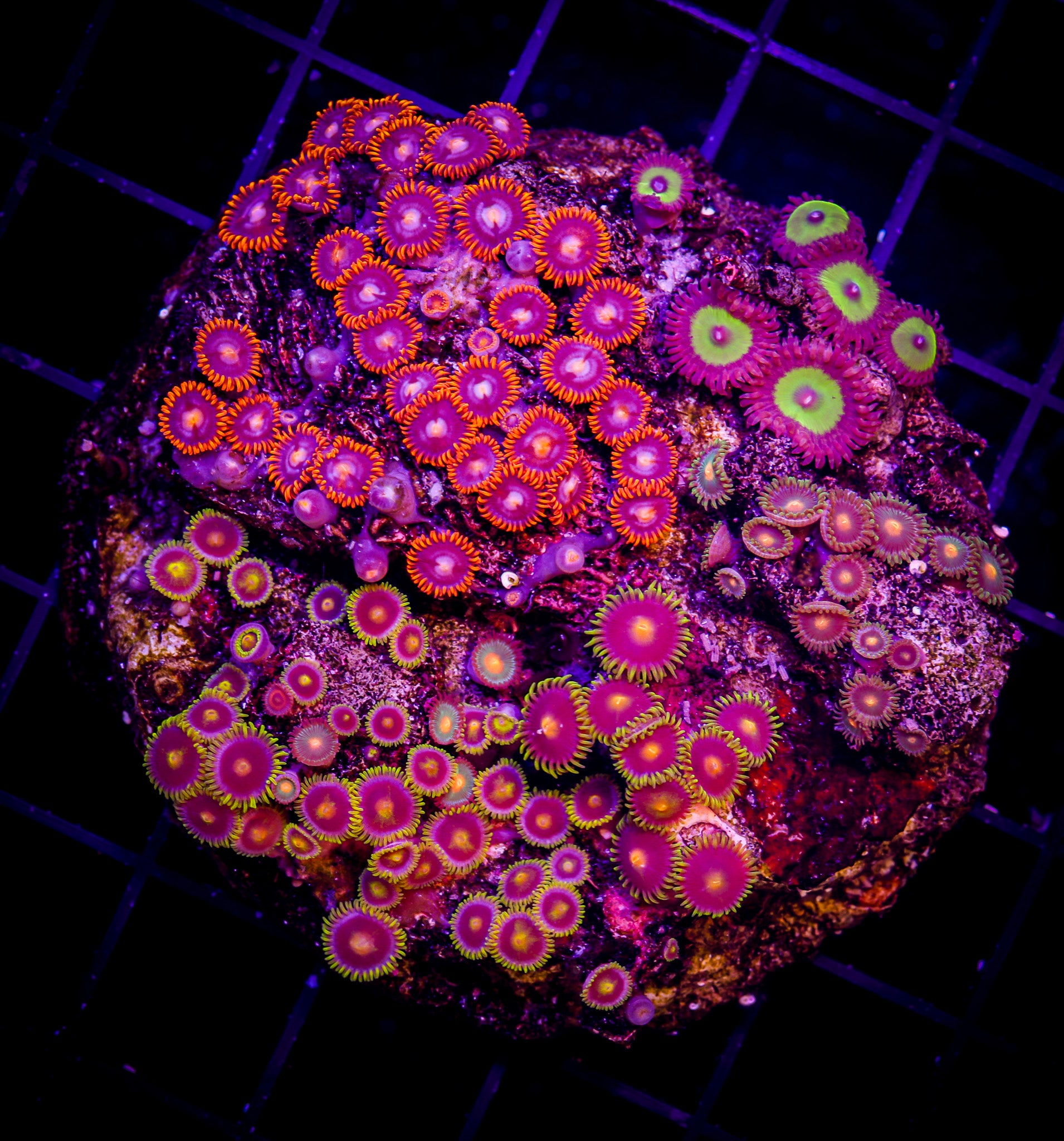 ZOA COMBO COLONY
