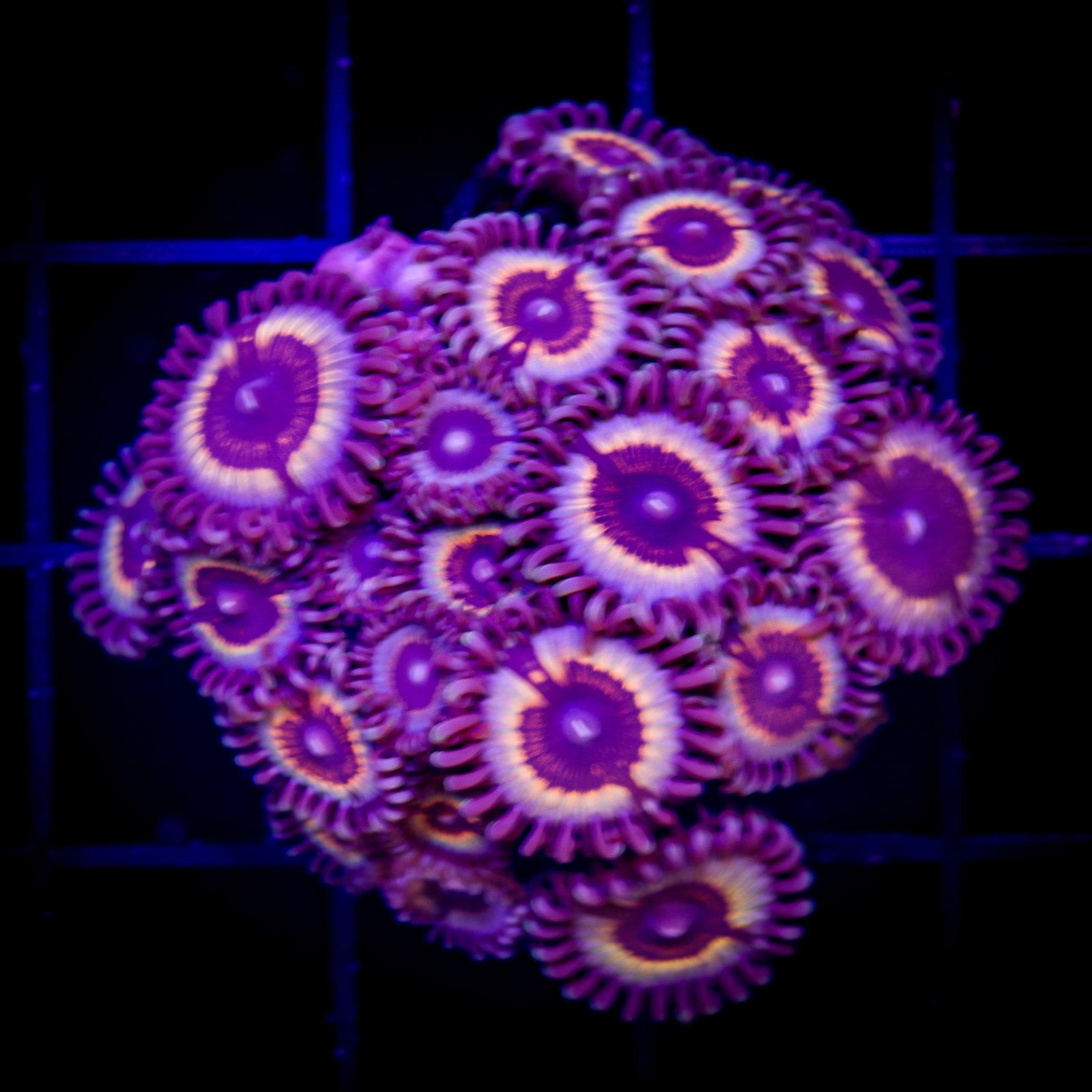 SONIC FLARE ZOA COLONY