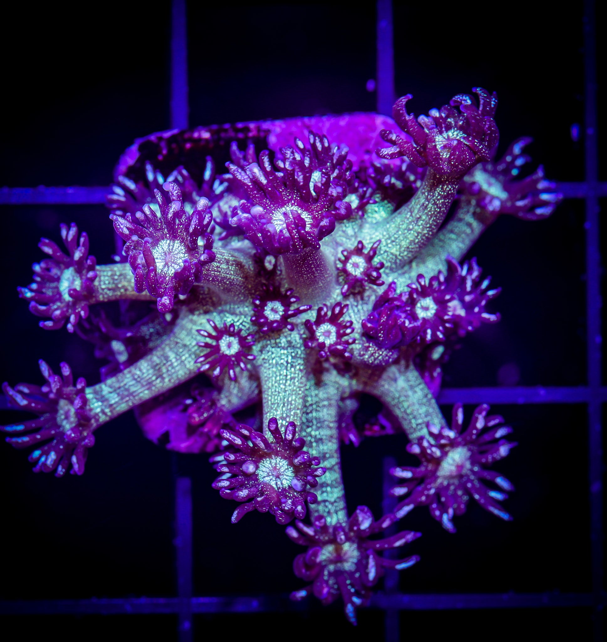 GLITTER BOMB GONIOPORA