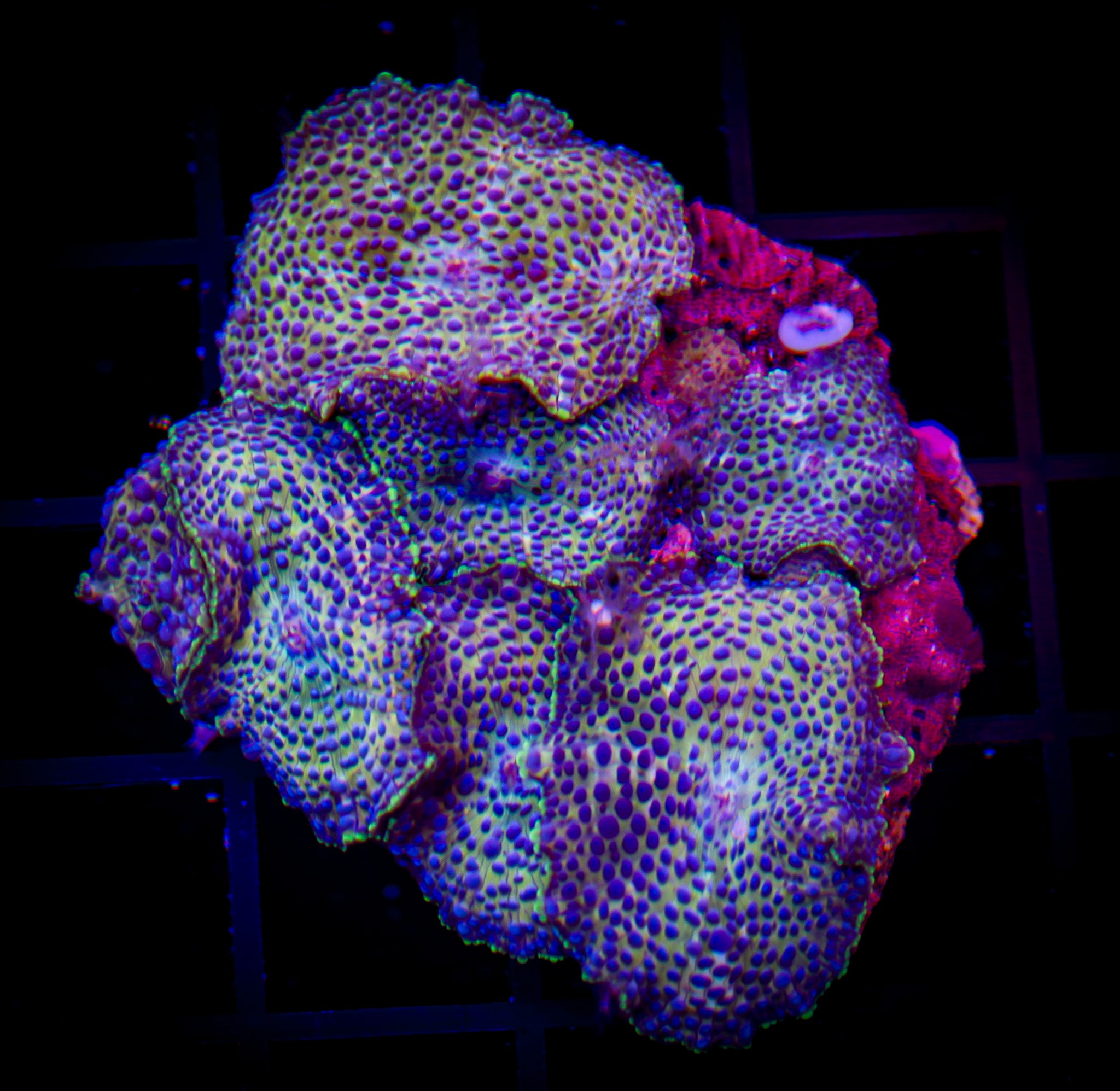 RAINBOW PIMPLE MUSHROOM COLONY