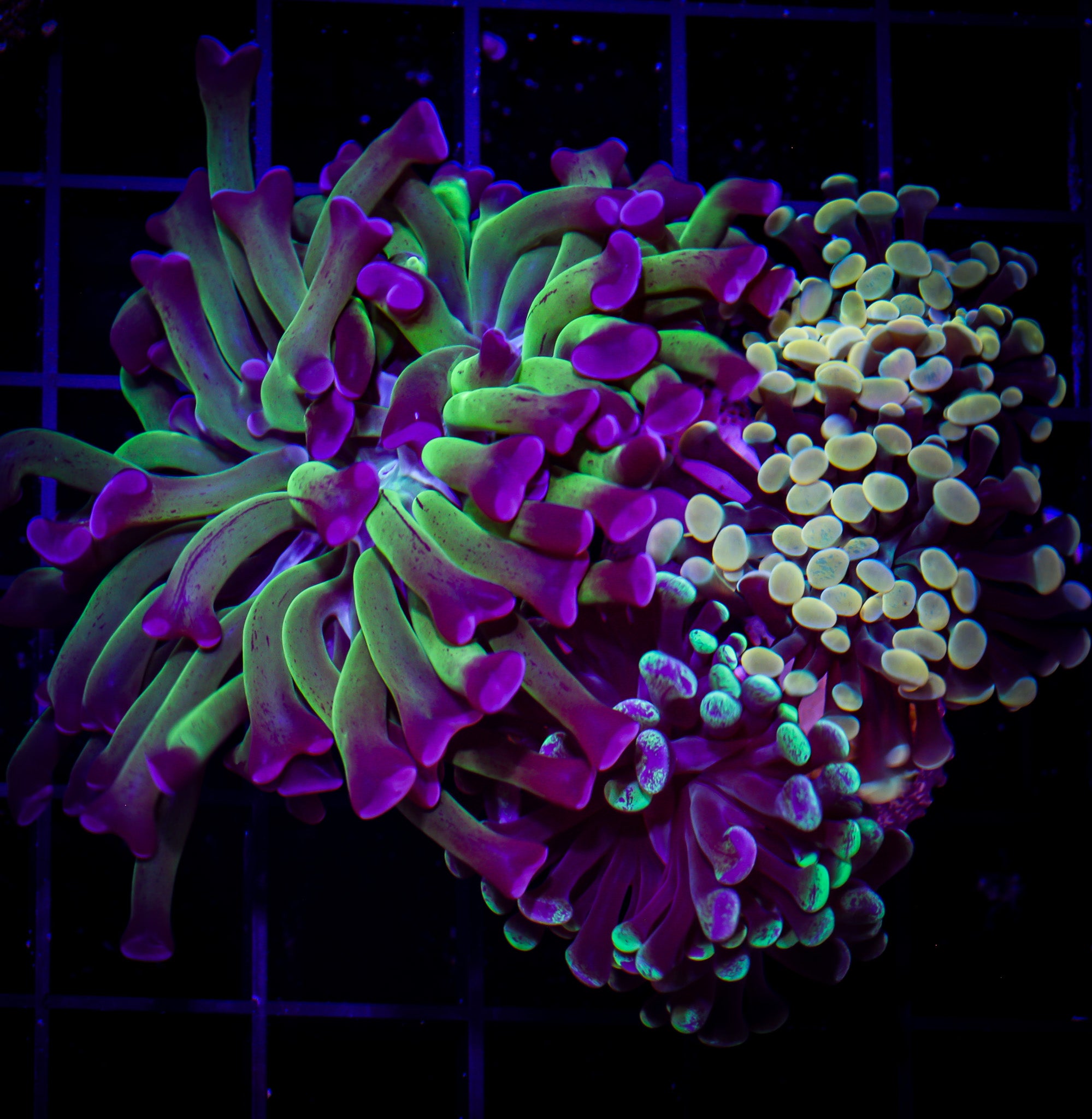 BRANCHING HAMMER GARDEN 3H