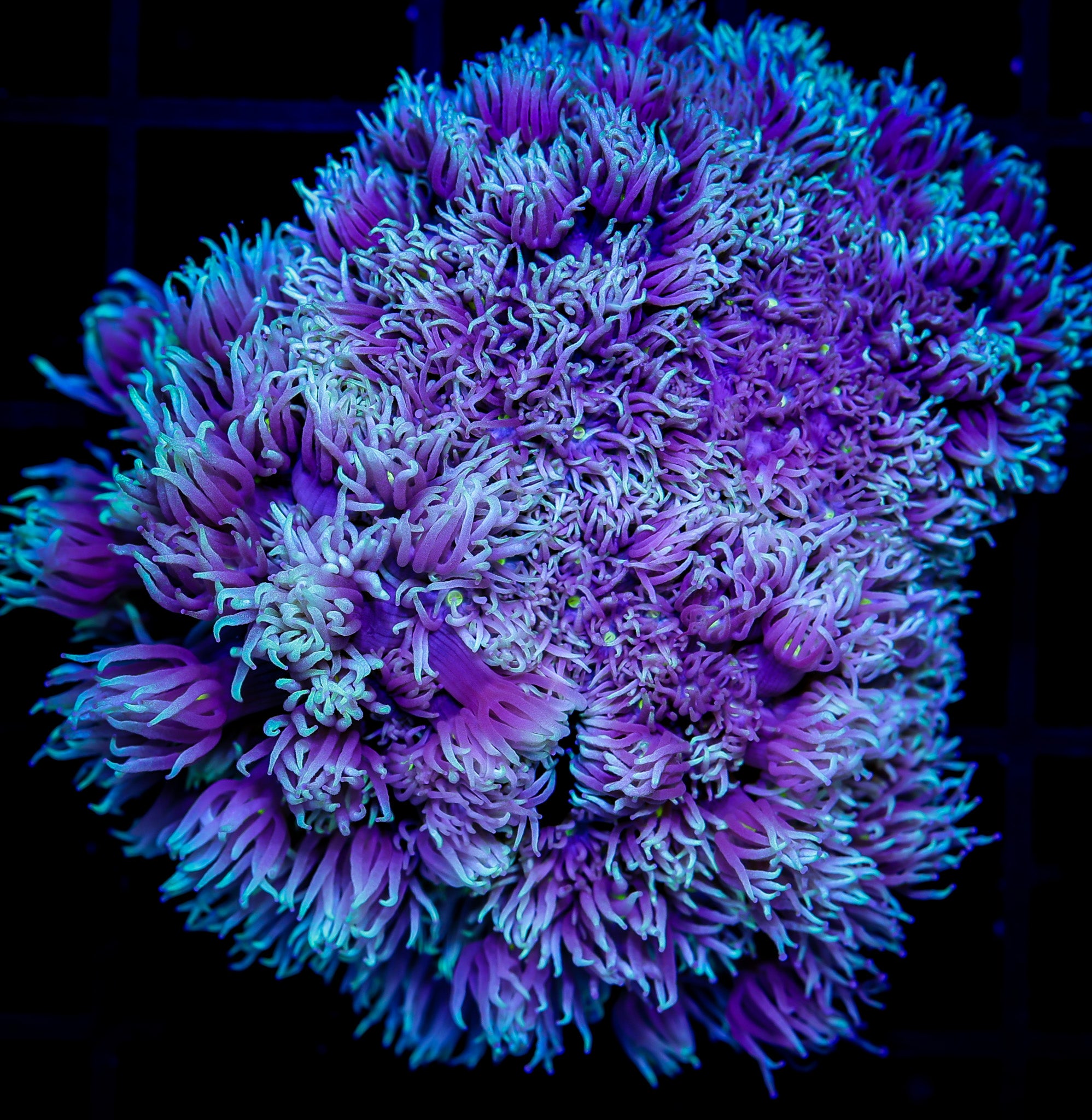 PURPLE BLISS GONIOPORA