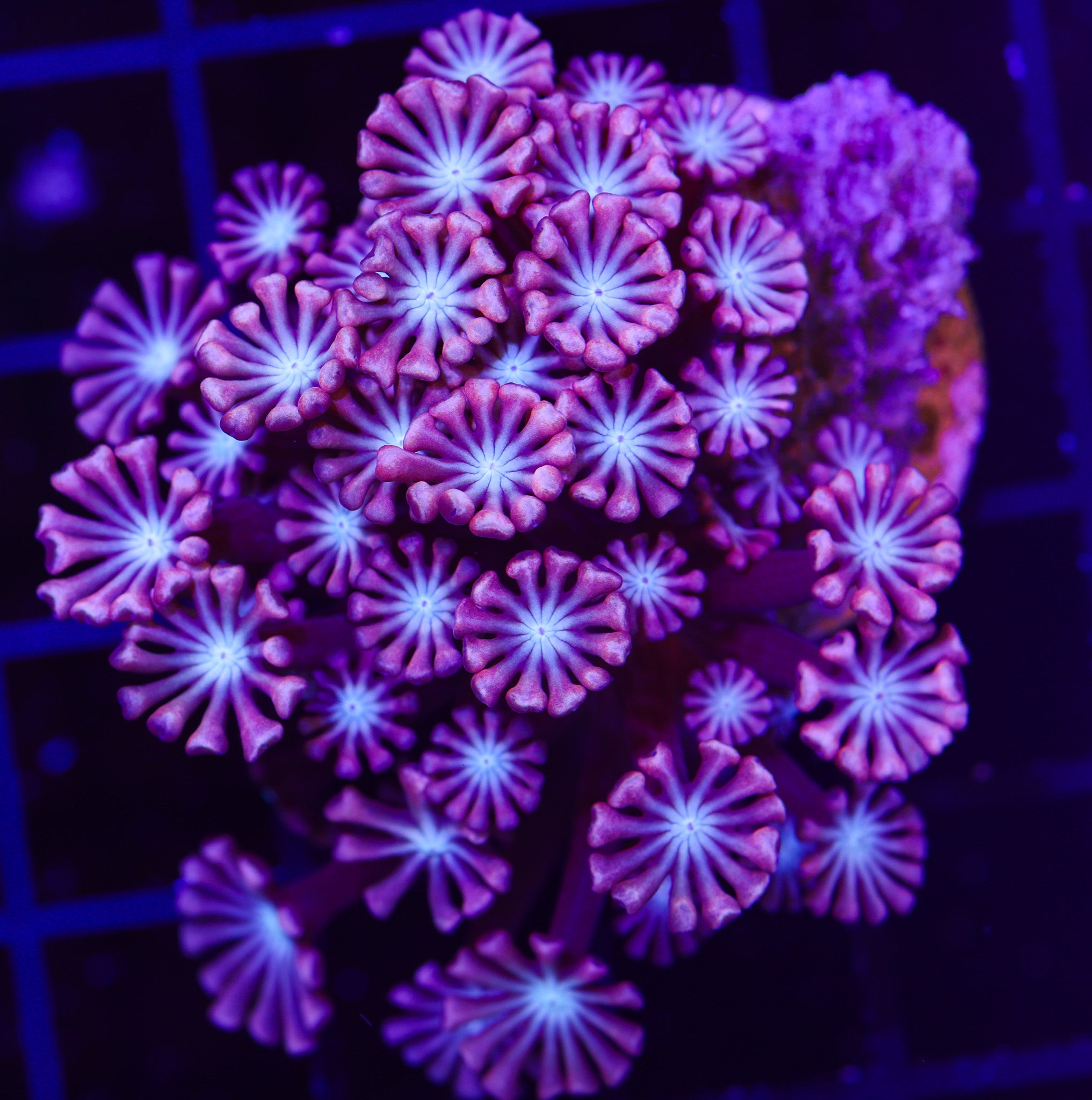 NEBULA BLOOM ALVEOPORA