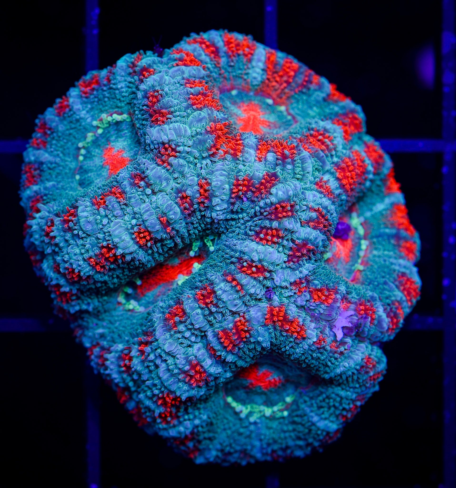 UNIQUE TROPICANA TIGER ACAN