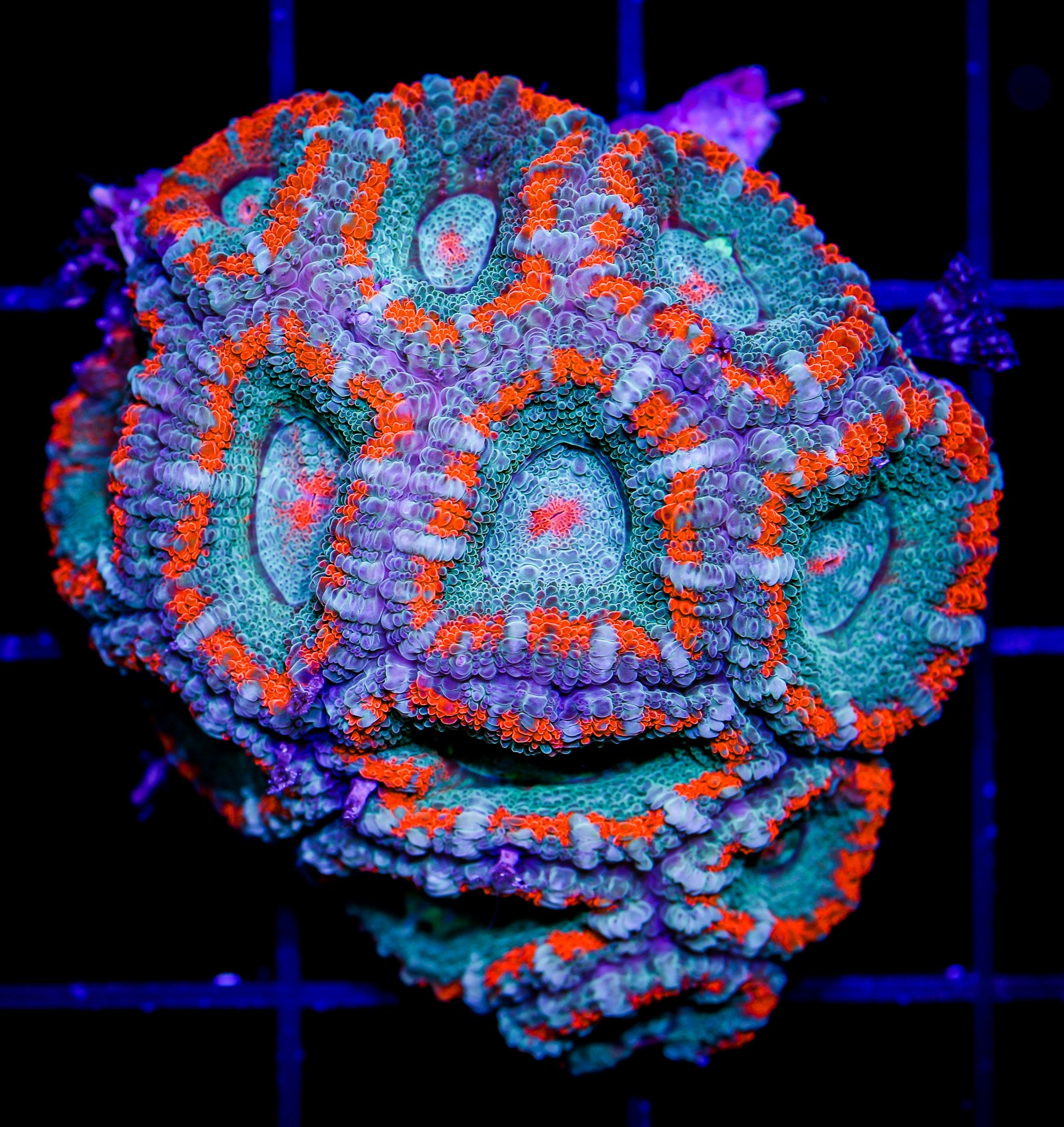 UNIQUE FOREST FIRE ACAN