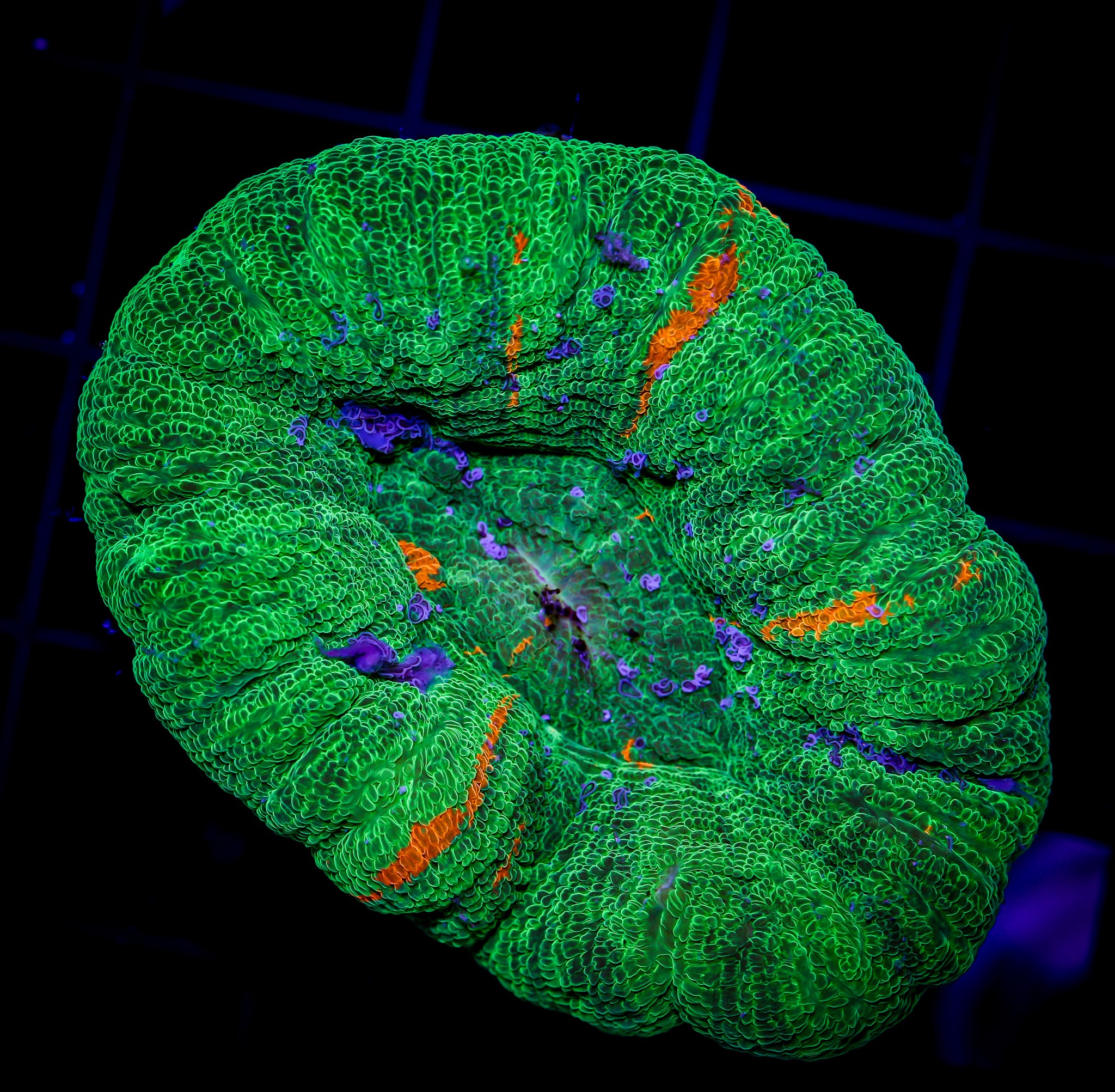 BLEEDING APPLE SCOLY