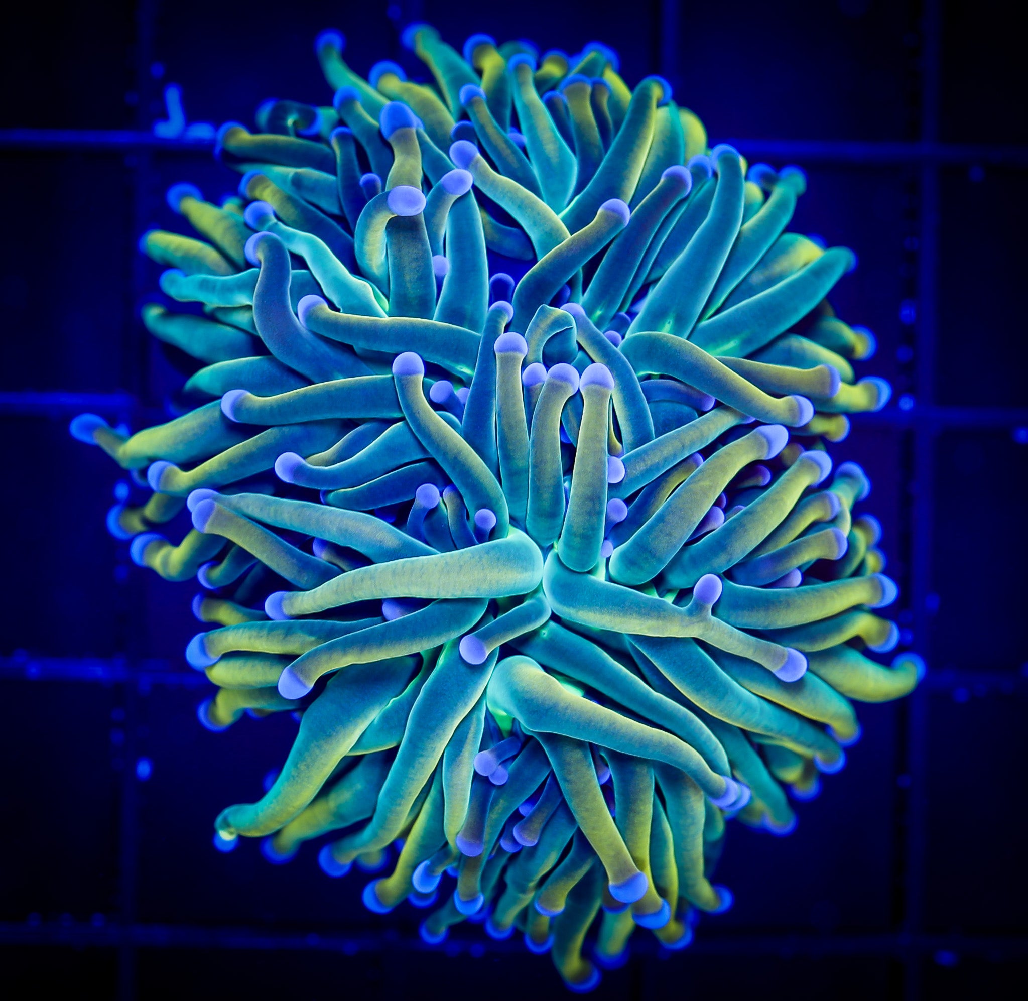 DRAGON TAMER TORCH 2H