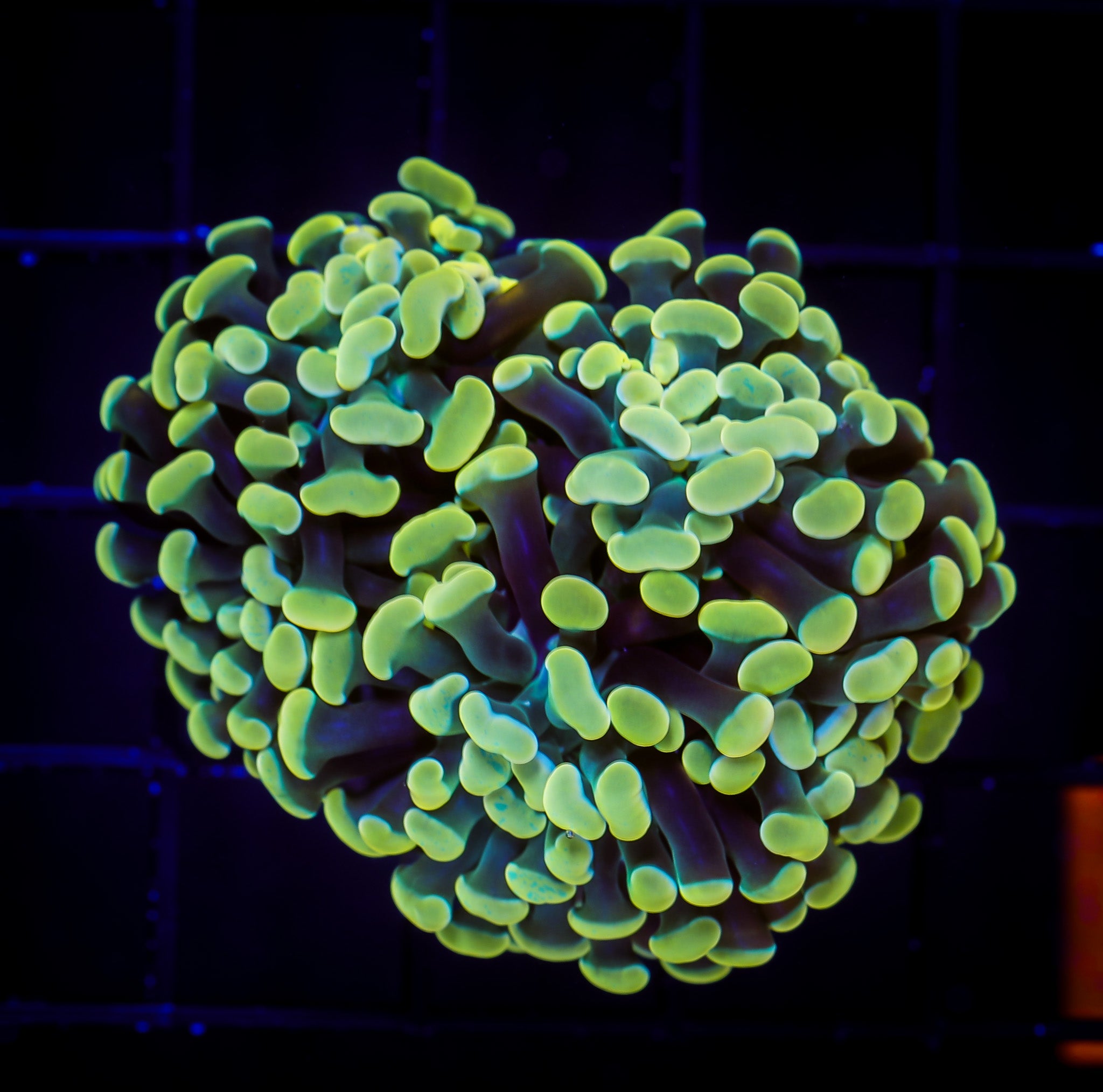 ORANGE BRANCHING HAMMER 2H