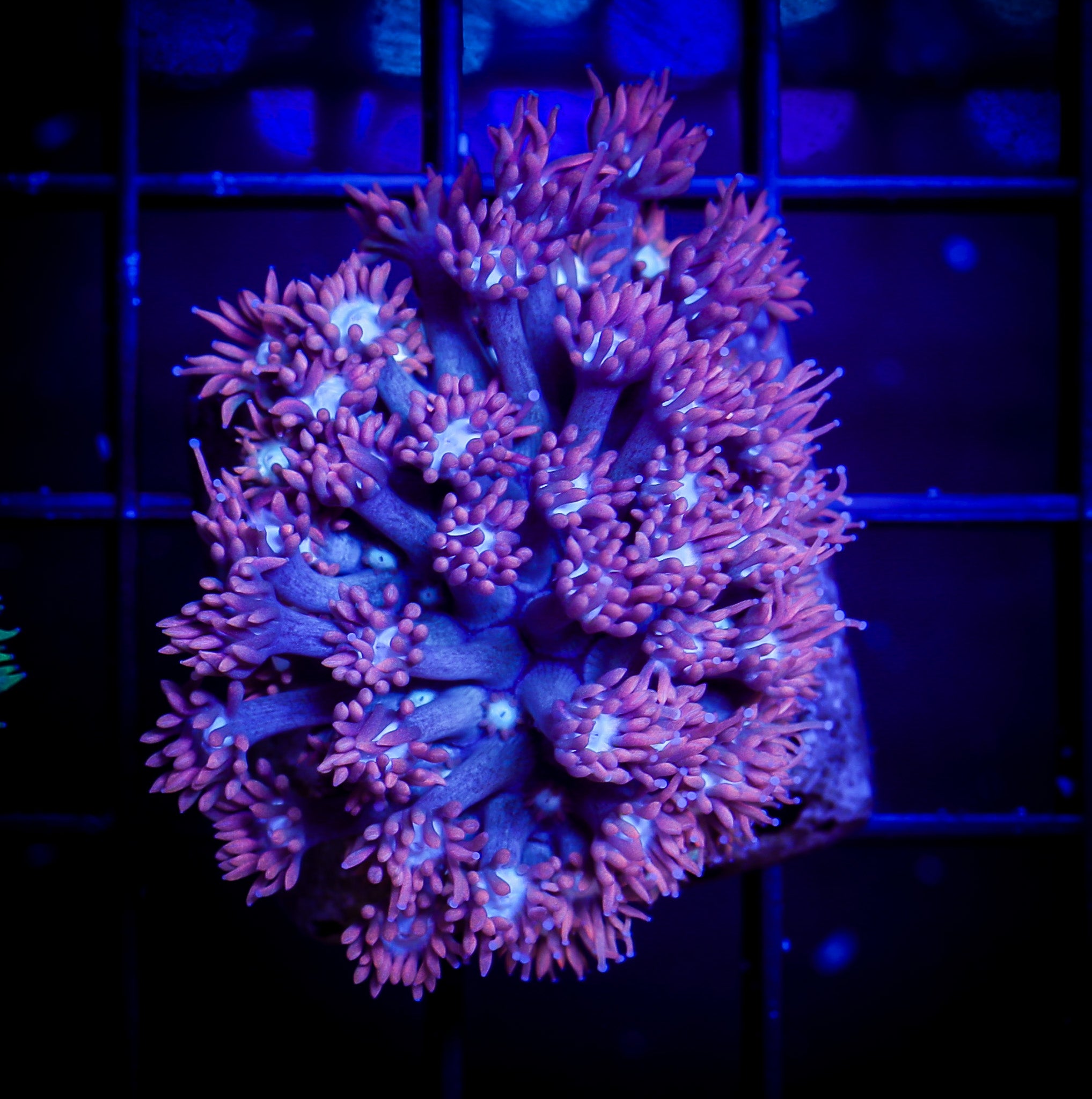 FIRE AND ICE GONIOPORA