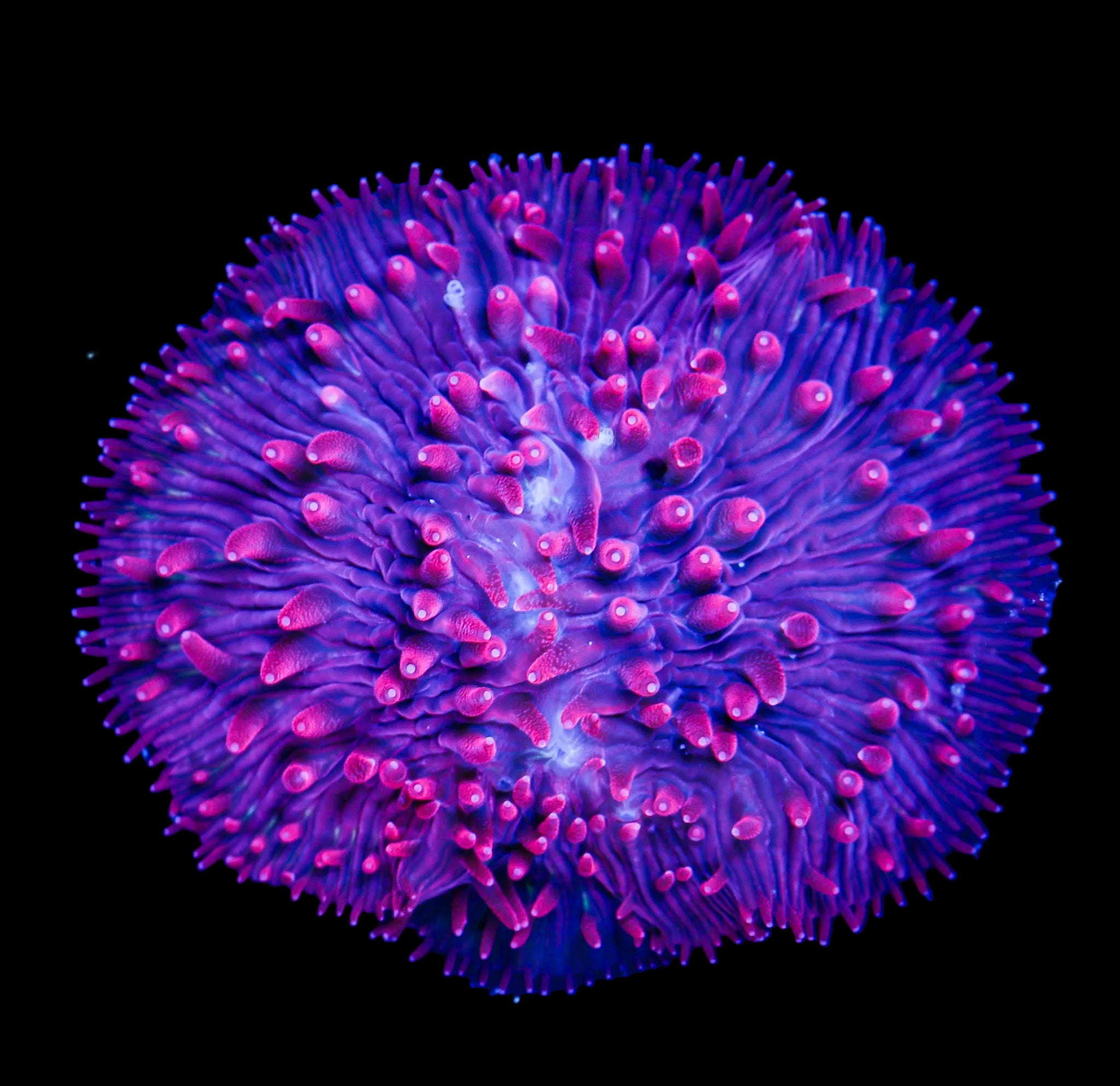 BERRY BLAST DIASERIS