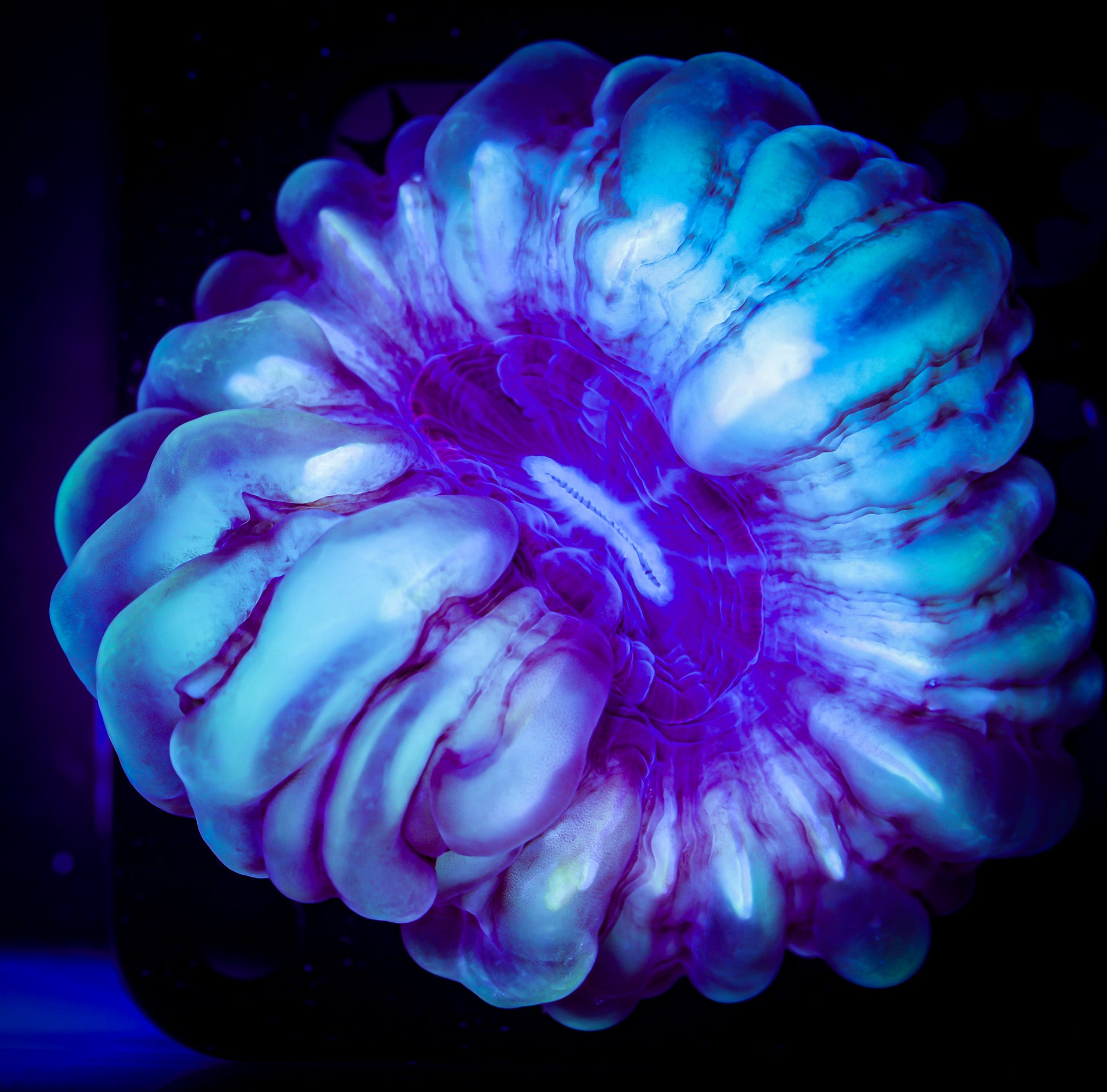 ULTRA JOKER CYNARINA