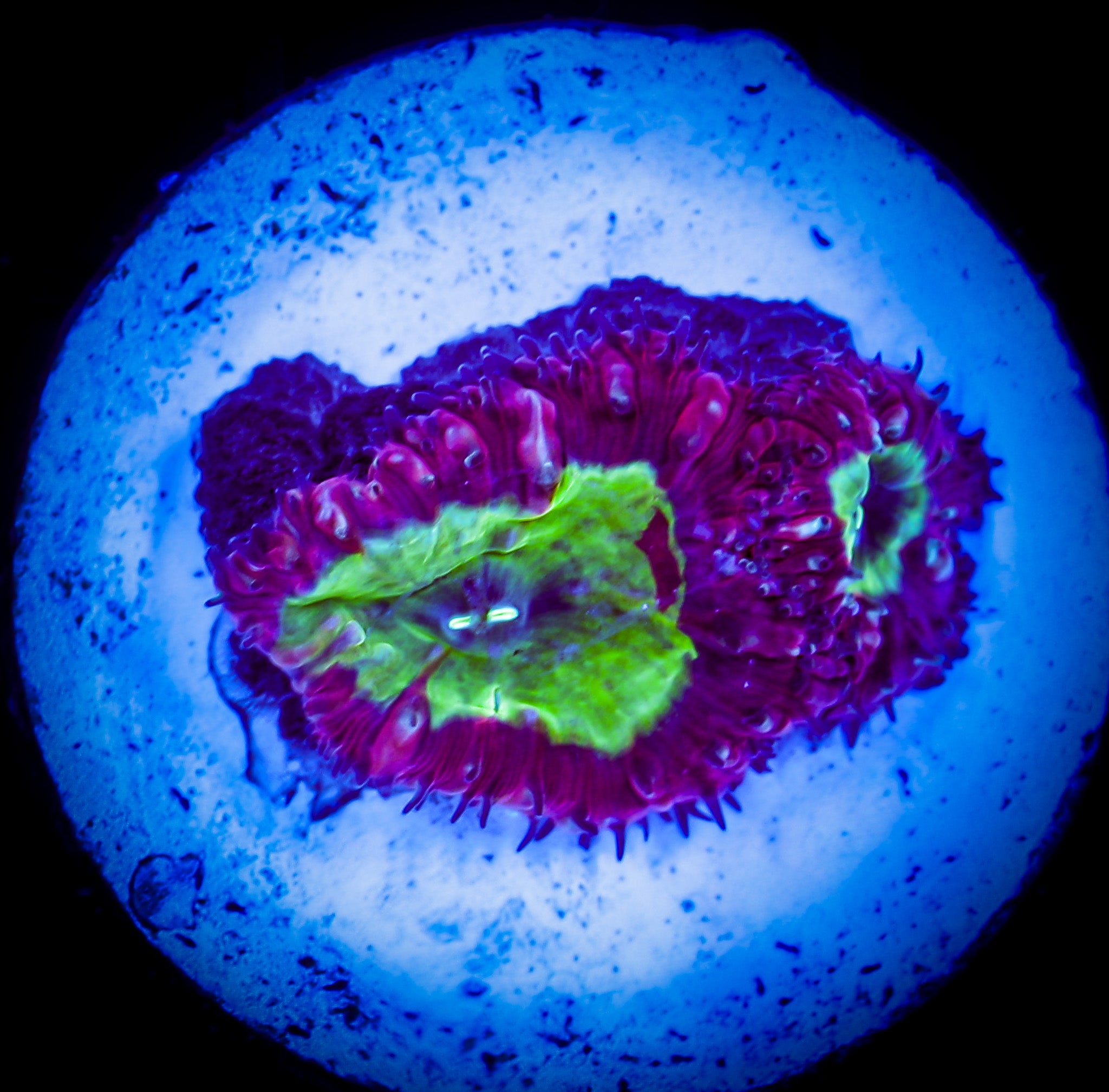 RED AND GREEN BLASTOMUSSA