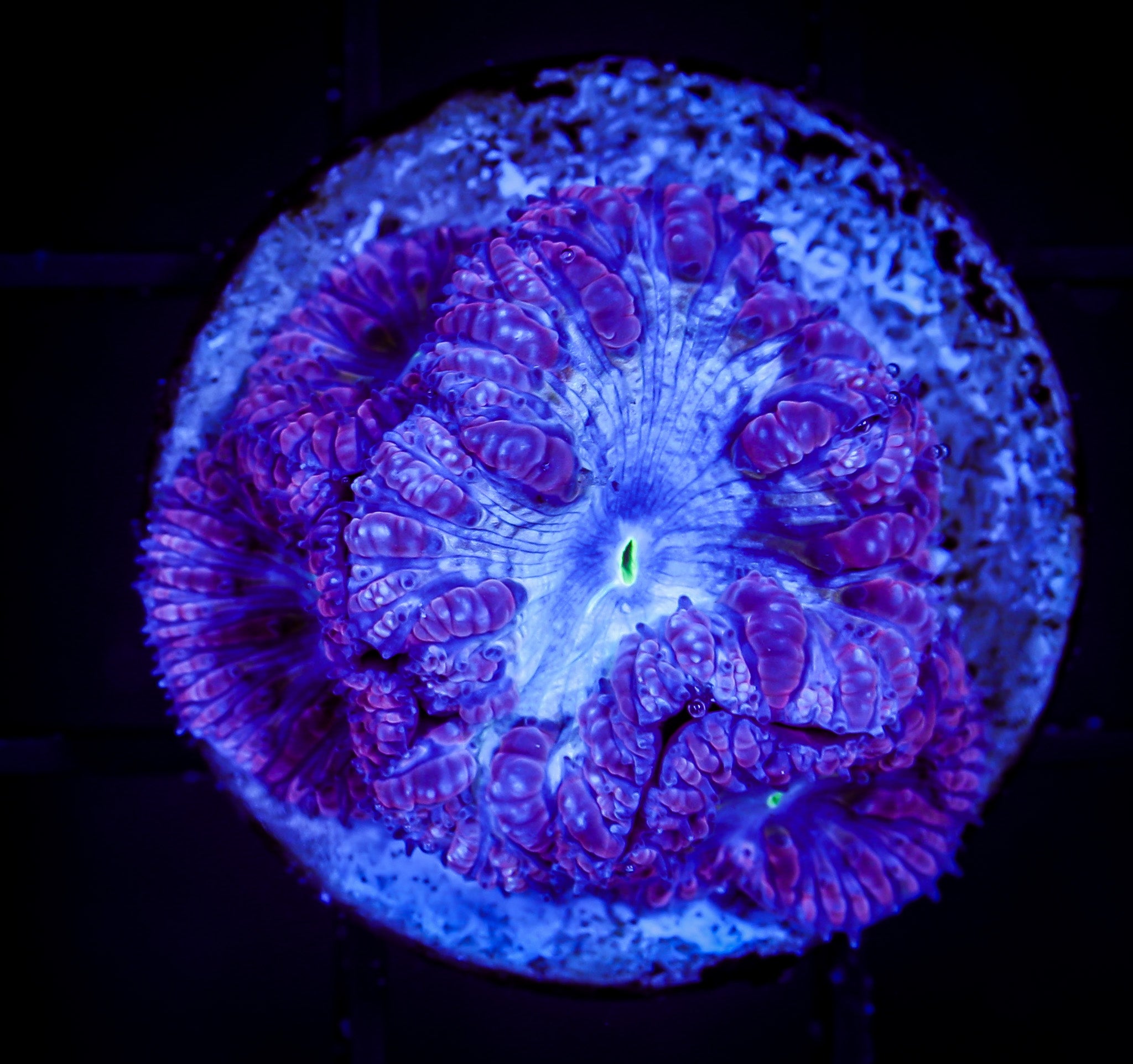 BLUE MOON BLASTOMUSSA