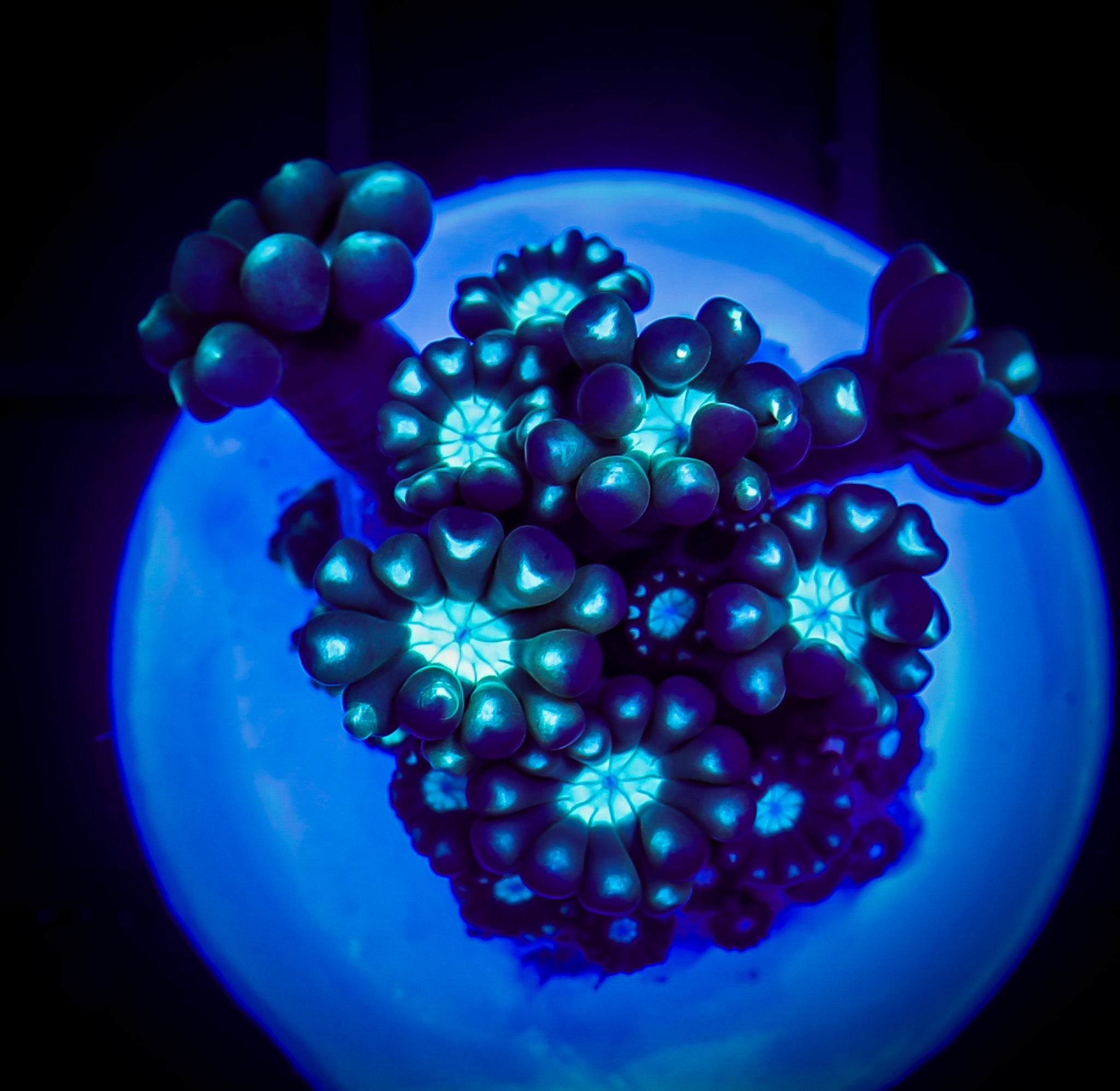 NEON CENTER ALVEOPORA