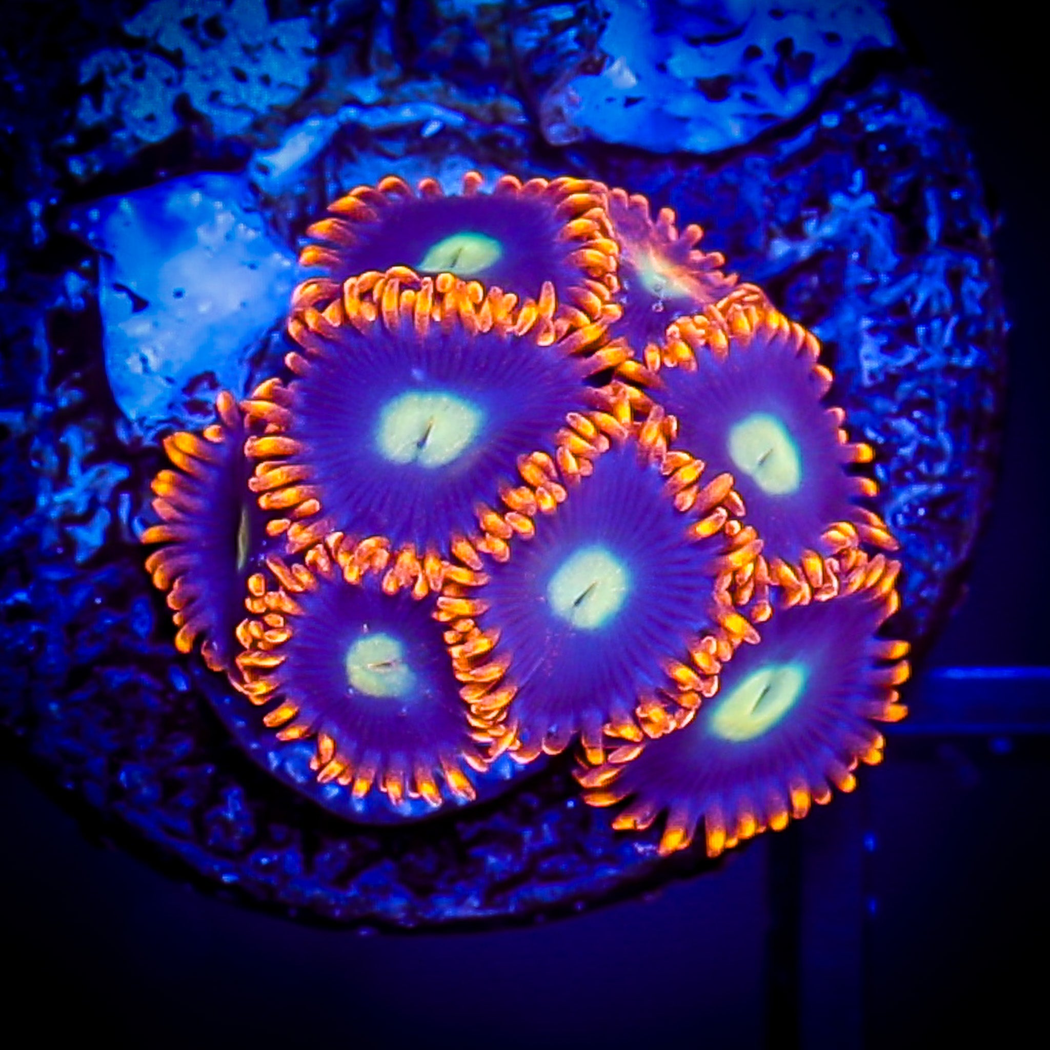 HABANERO ZOA