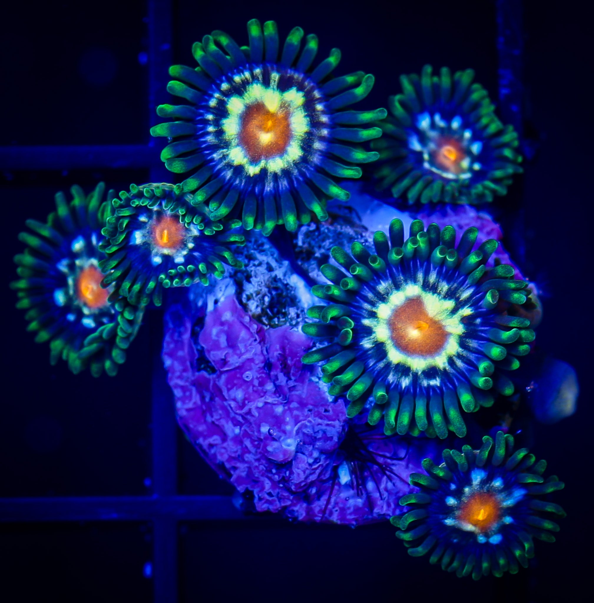 DAISY CUTTER ZOA