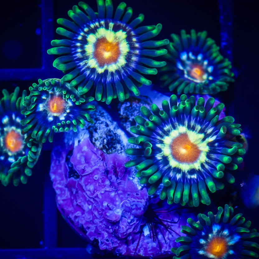 DAISY CUTTER ZOA