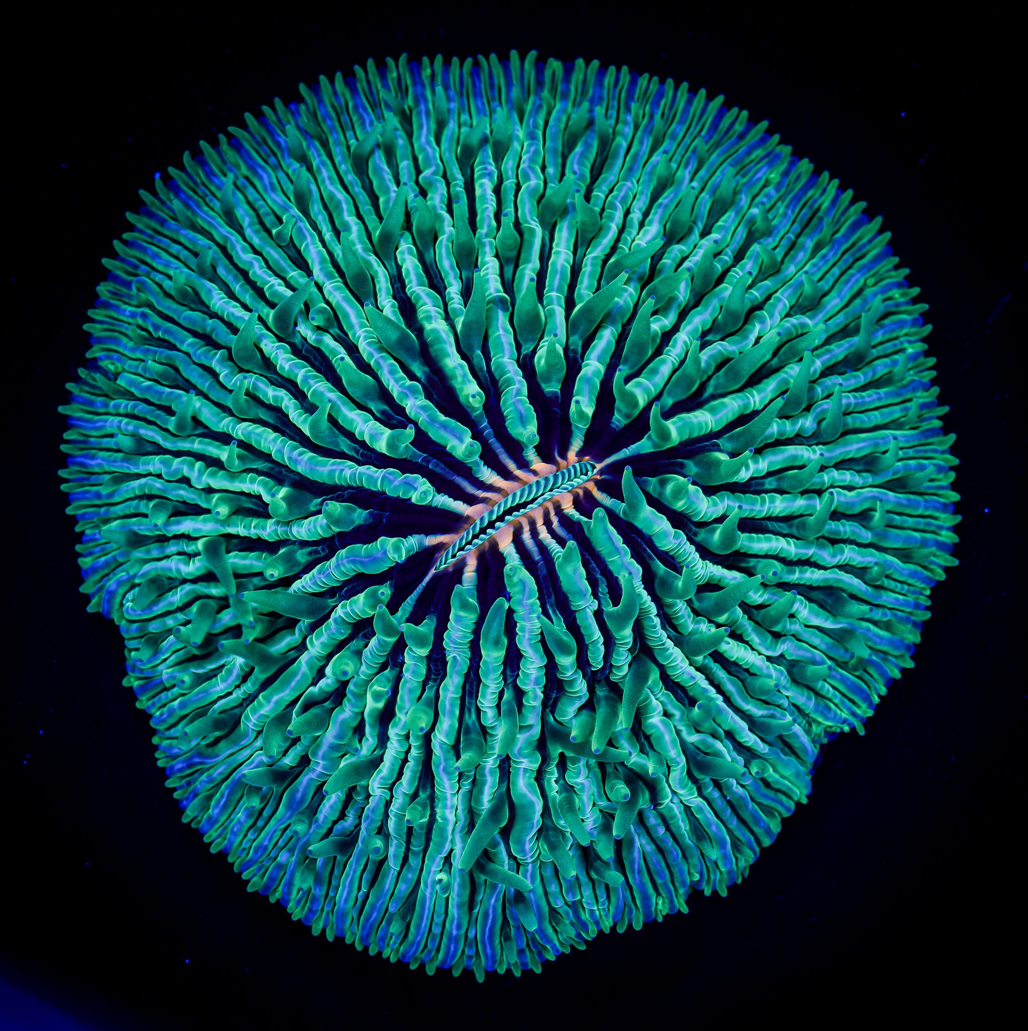 KRYPTONITE VOLCANO FUNGIA