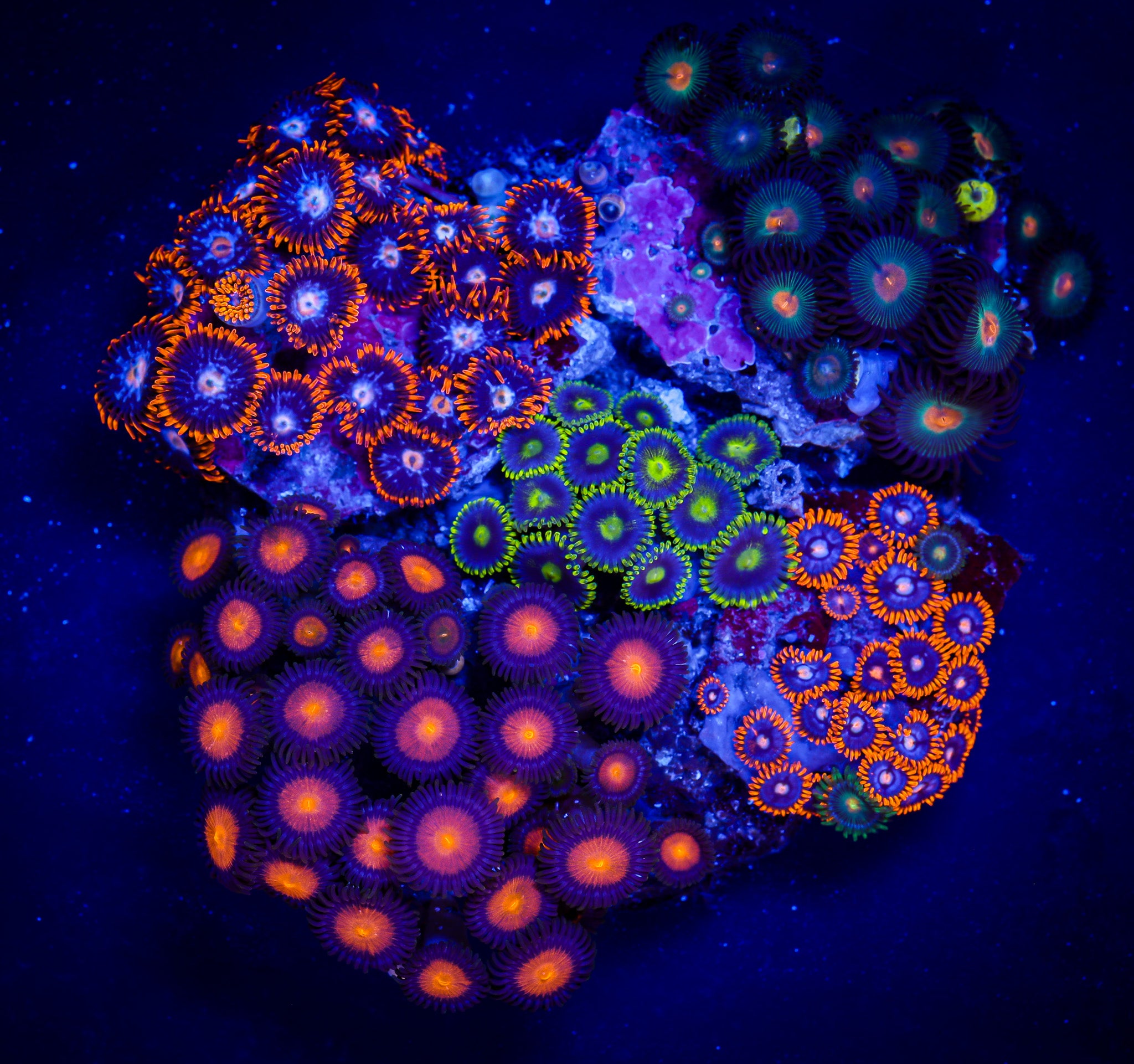 ZOA COMBO COLONY