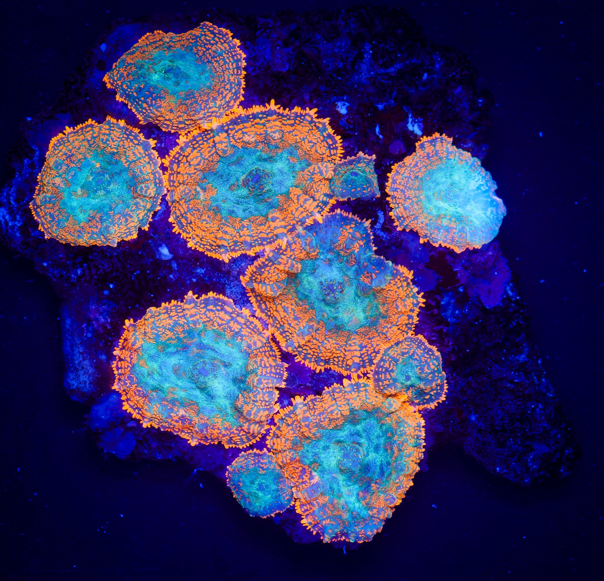 SUB ZERO RHODACTIS MUSHROOM COLONY