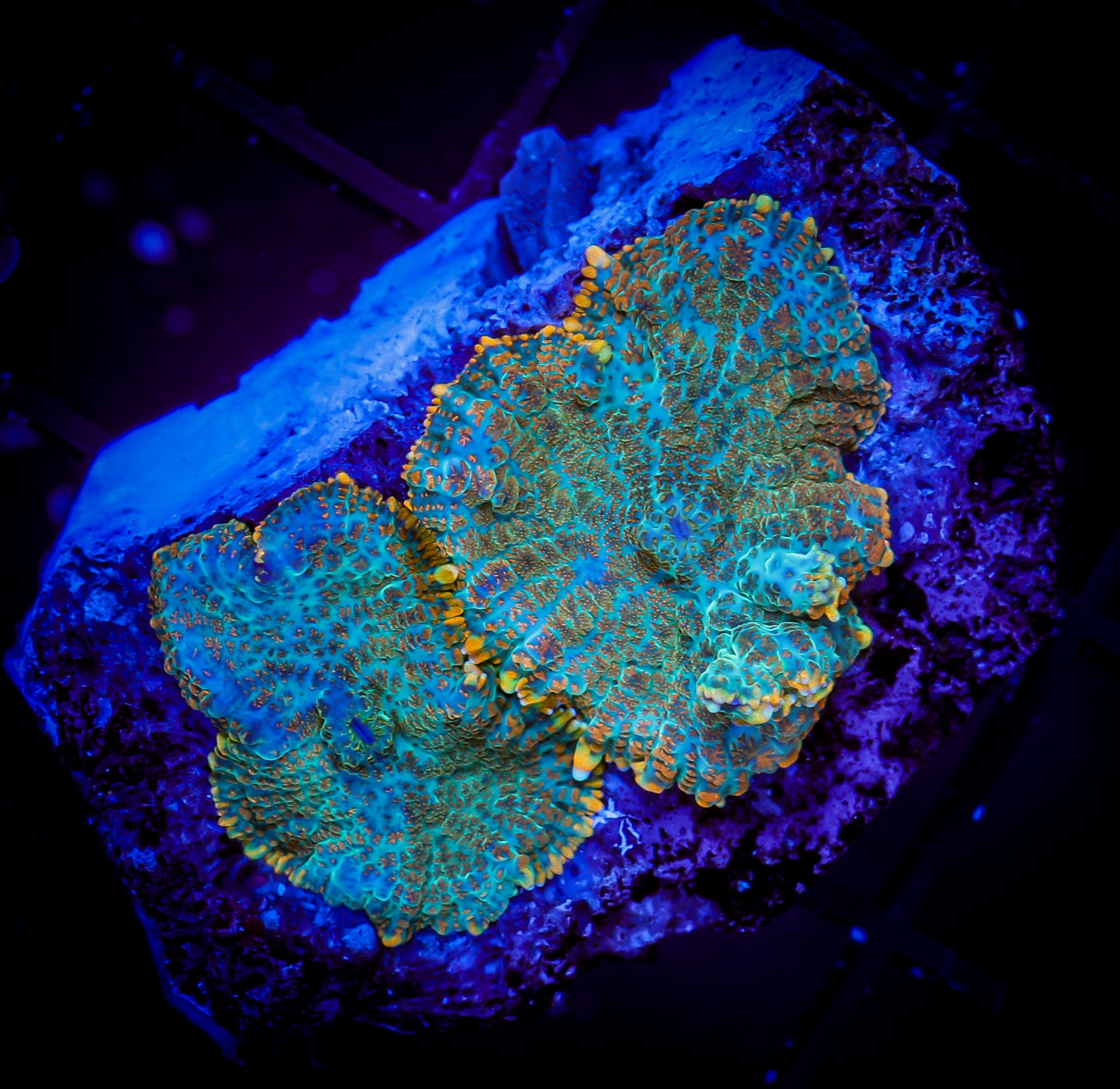 FOREST FIRE RHODACTIS MUSHROOM