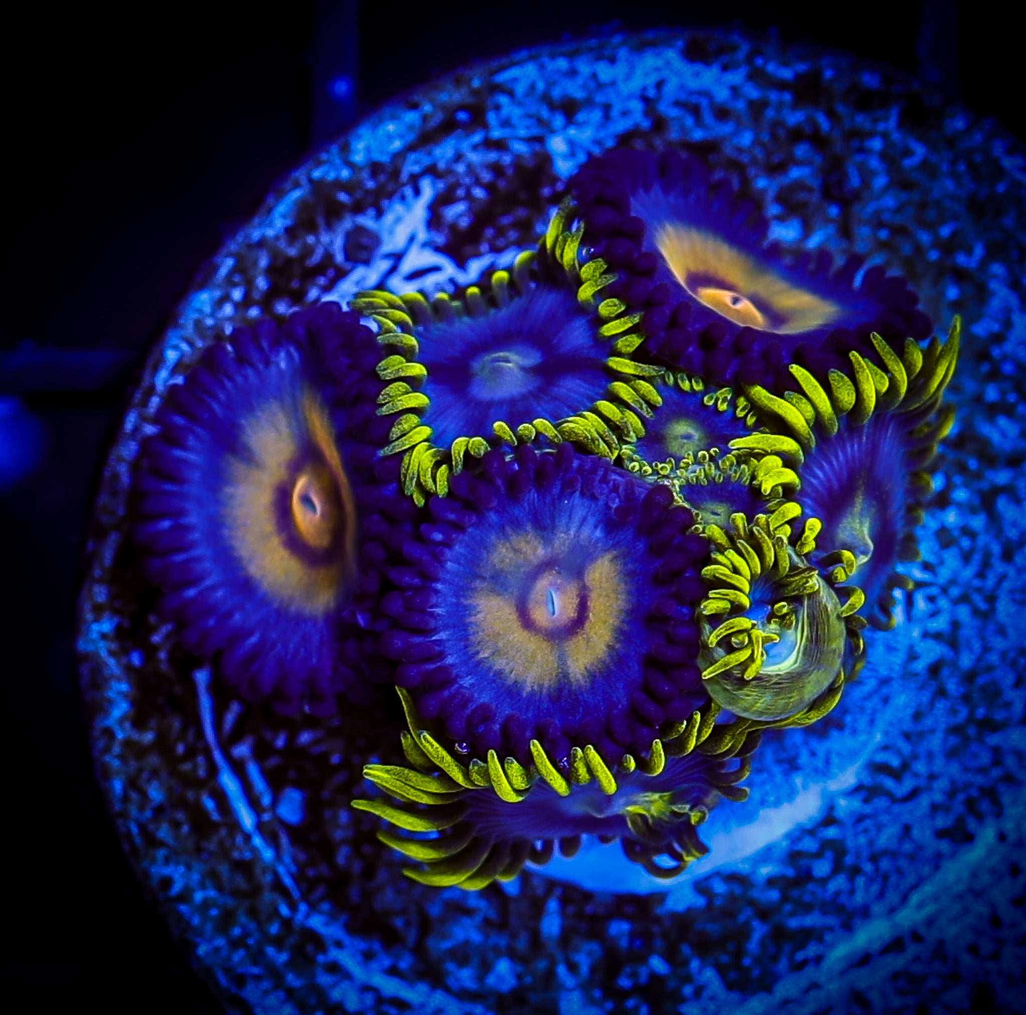 WOLVERINE/BLUEBERRY FIELDS ZOA COMBO