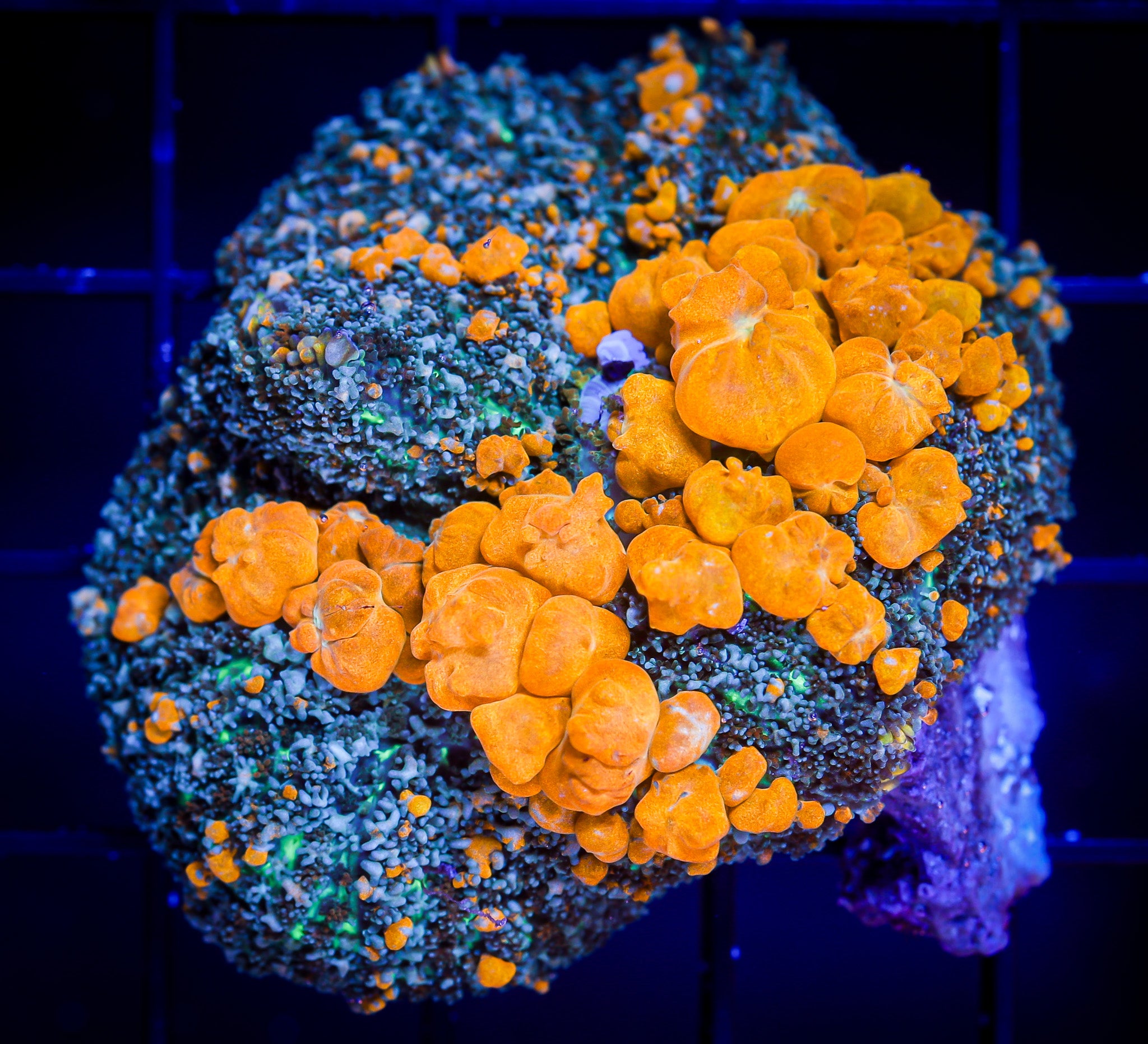 SUNKIST BOUNCE MUSHROOM