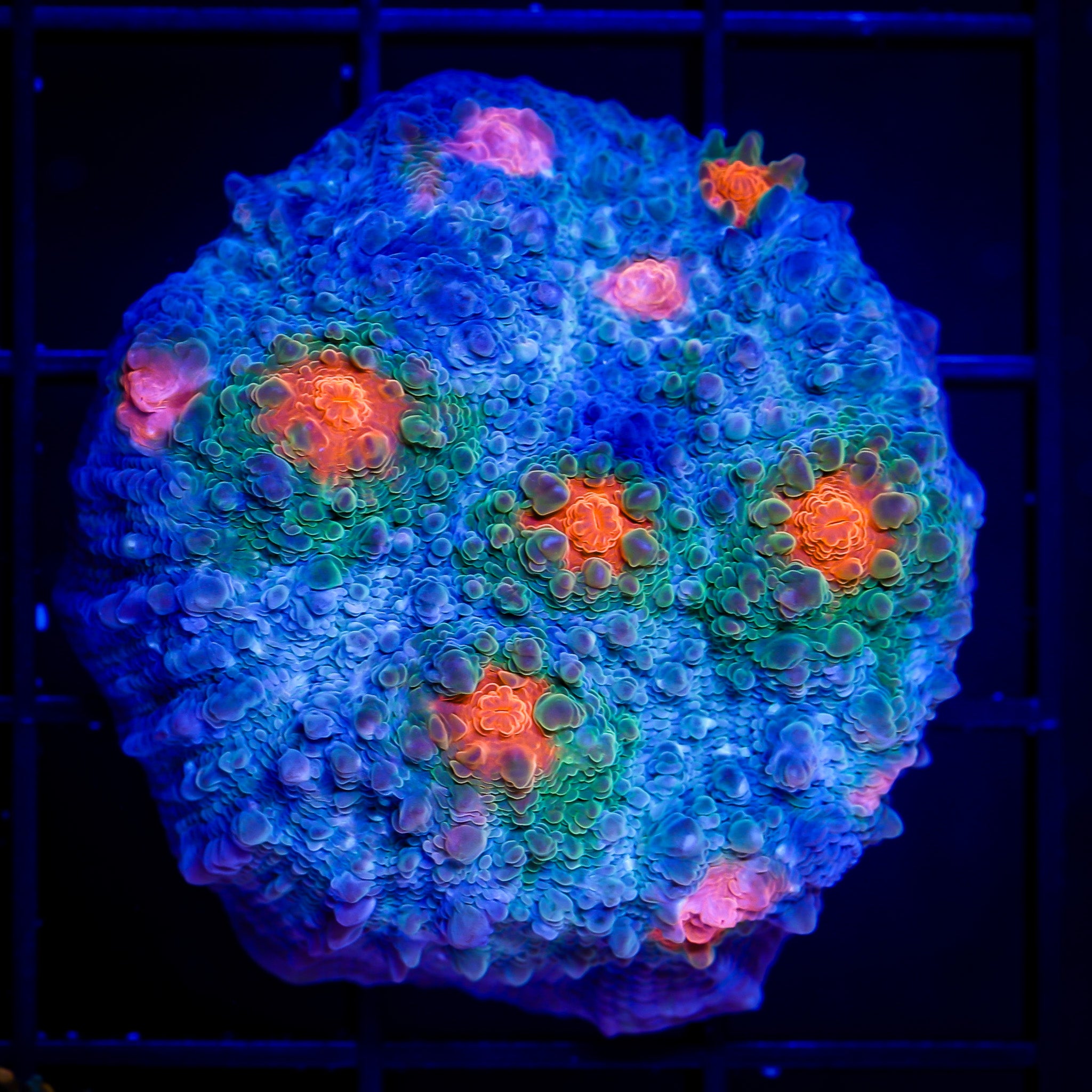 LILO 'N STITCH CHALICE