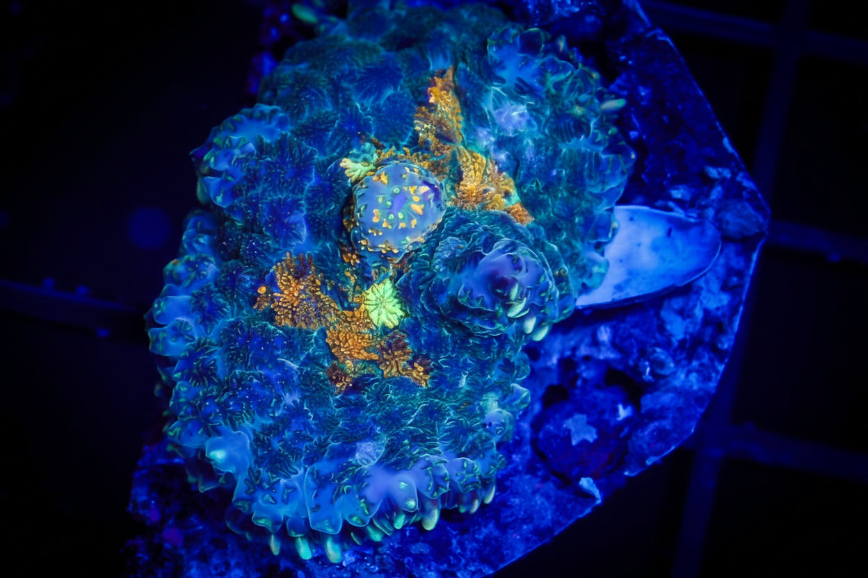 SOLAR SPLASH RHODACTIS MUSHROOM