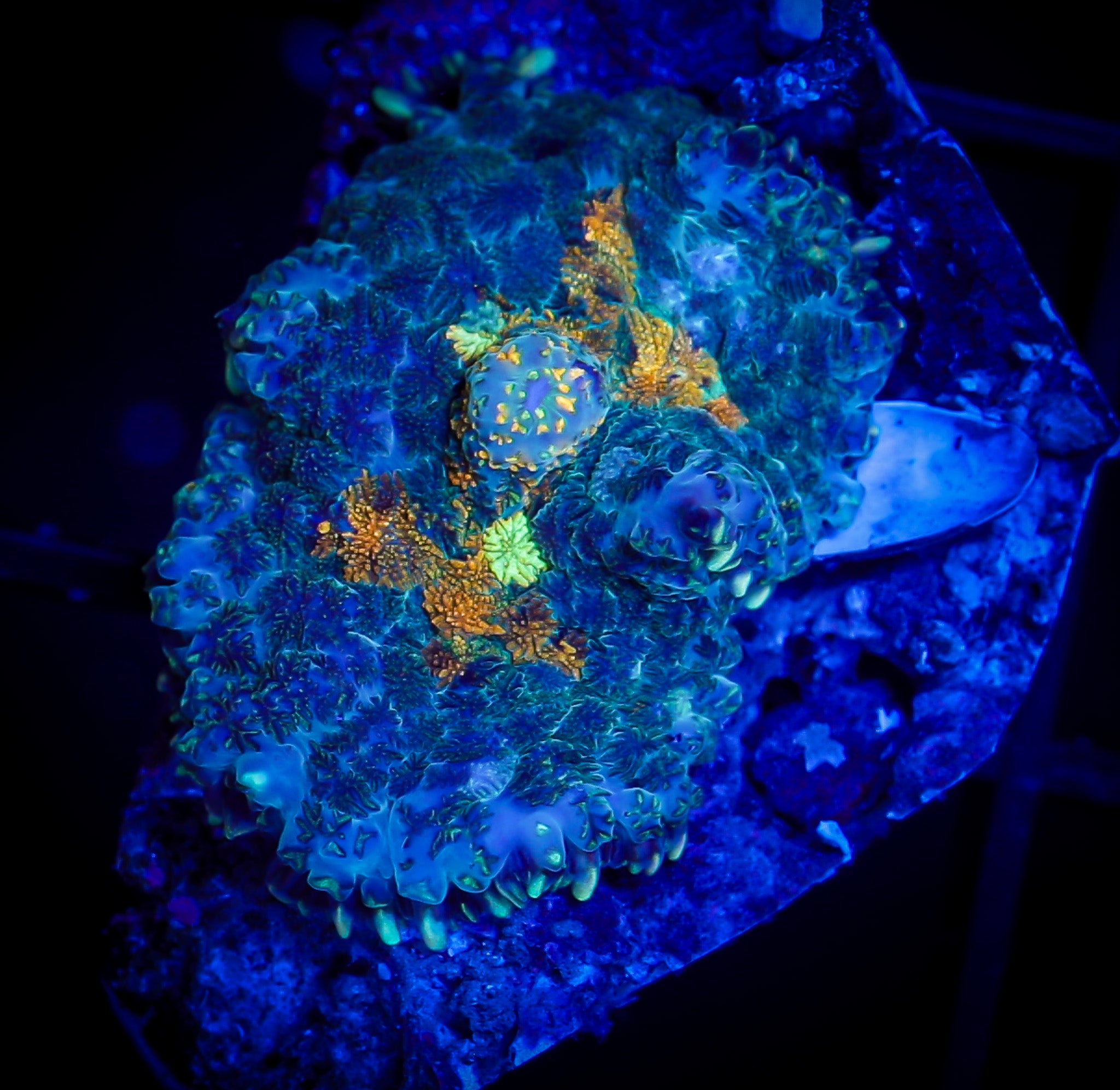 SOLAR SPLASH RHODACTIS MUSHROOM