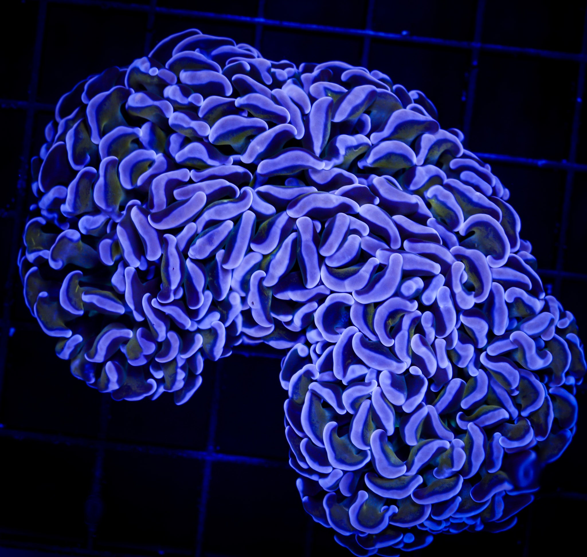 GOLD STEM WALL HAMMER