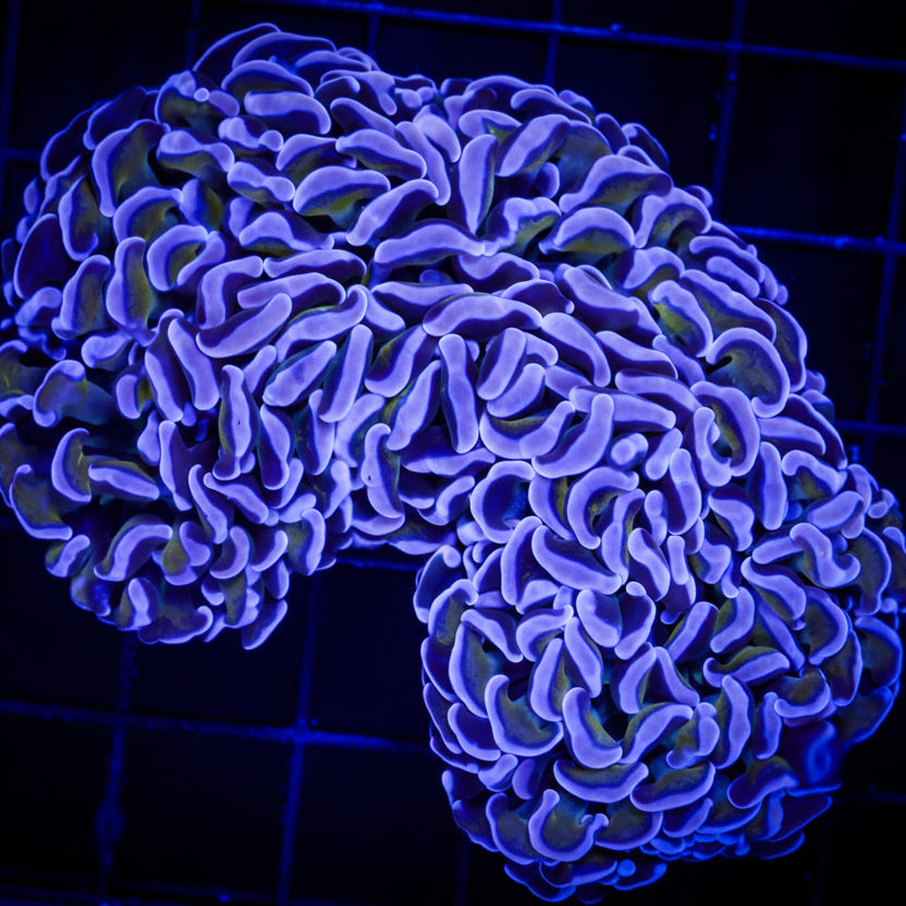 GOLD STEM WALL HAMMER