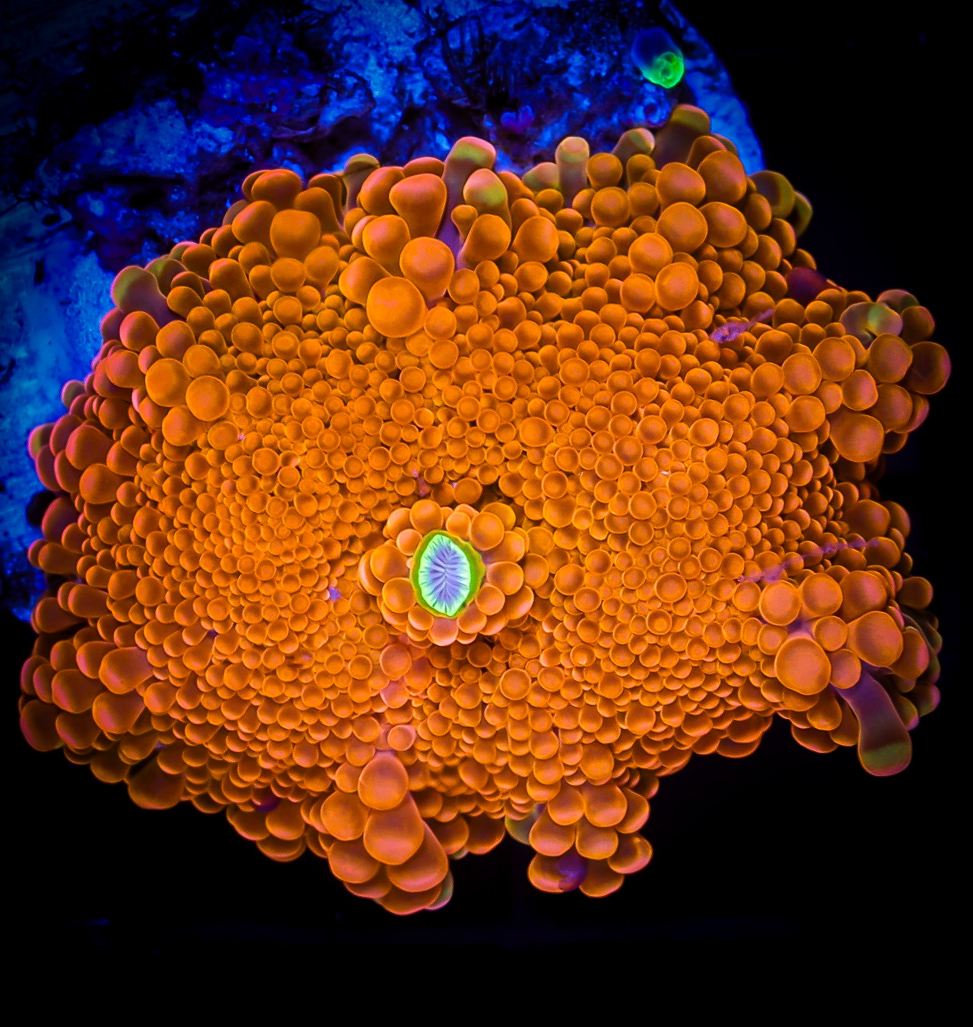 SUNSET YUMA RICORDIA