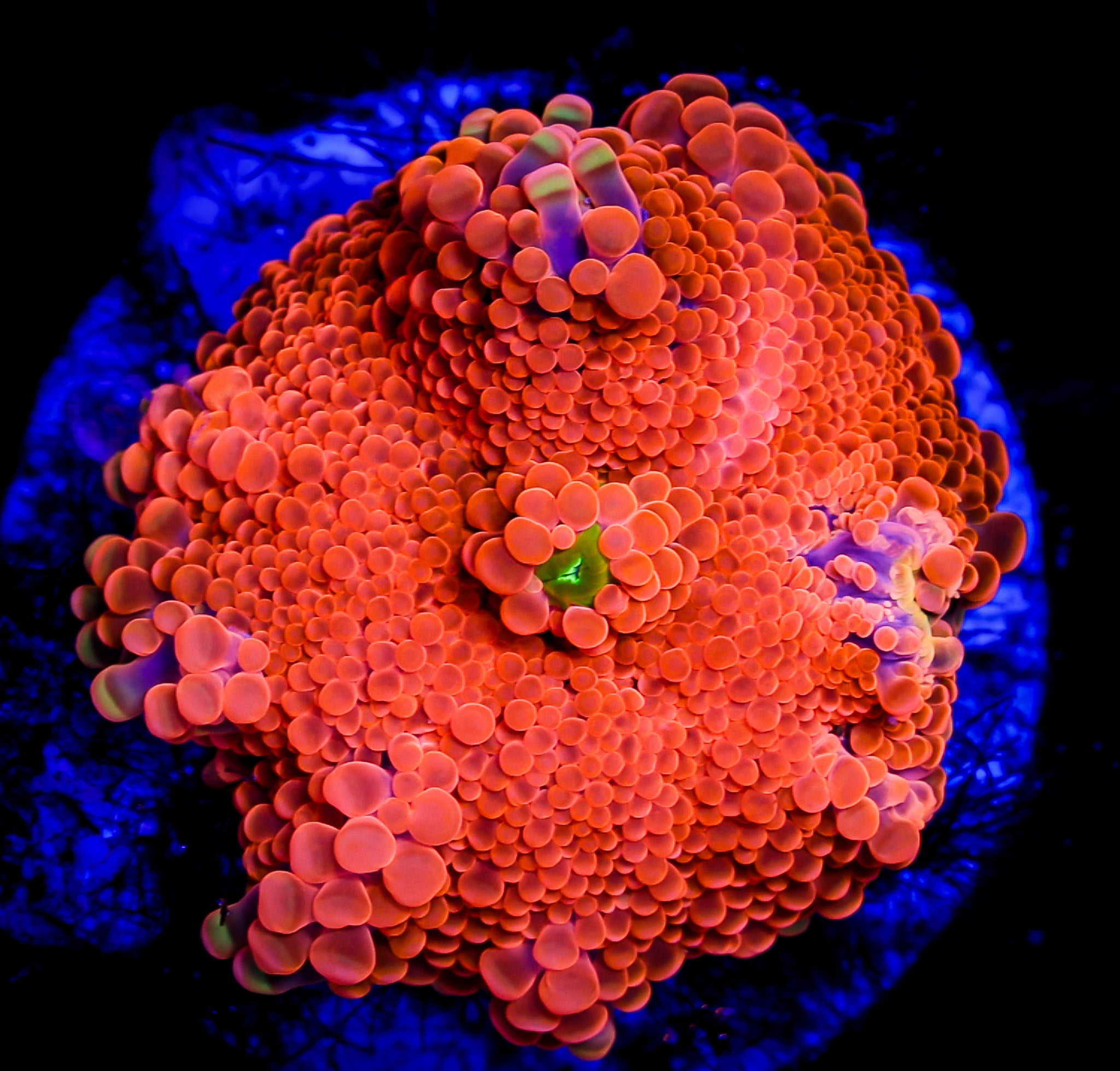 SUNSET YUMA RICORDIA