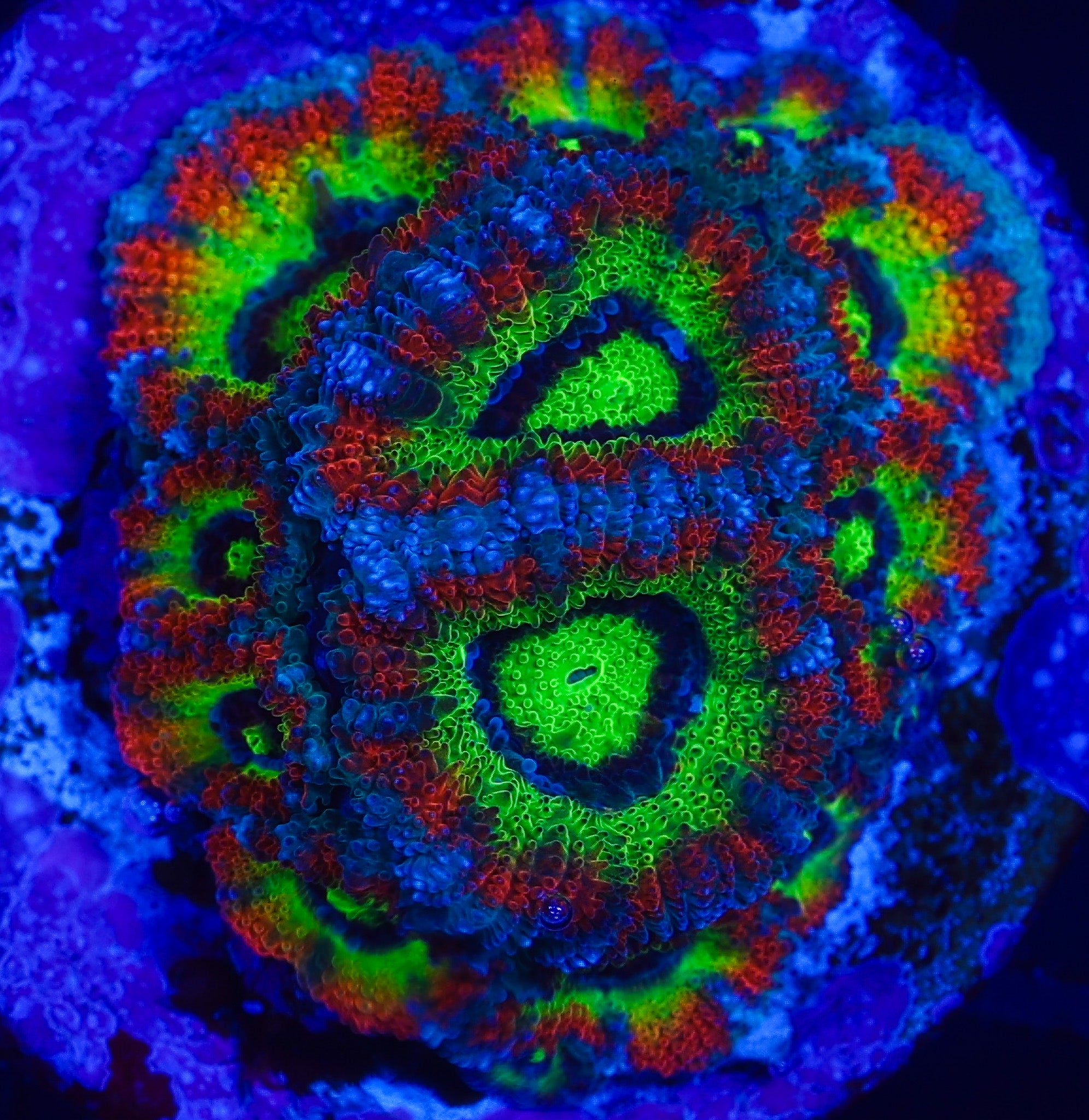 HOLY GRAIL MICROMUSA