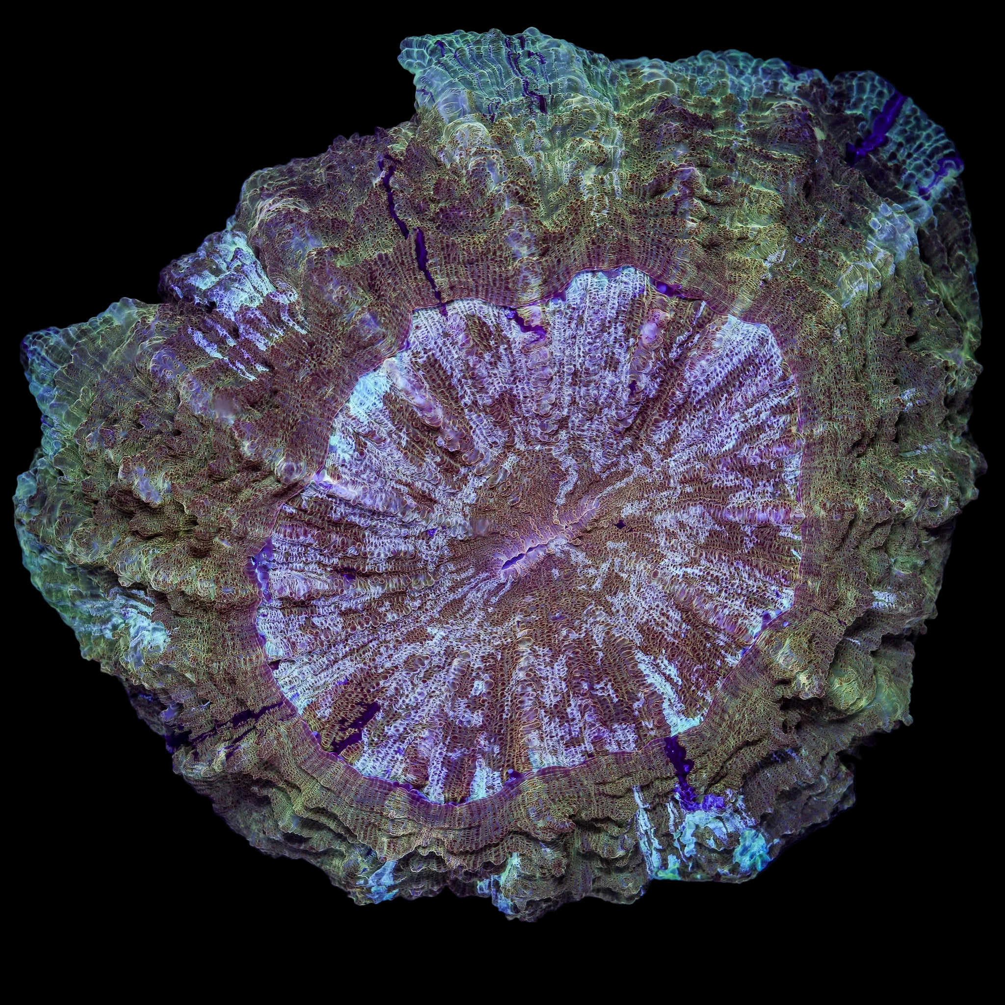 GOLD TIGER ACANTHO XXL