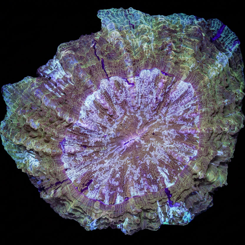 GOLD TIGER ACANTHO XXL