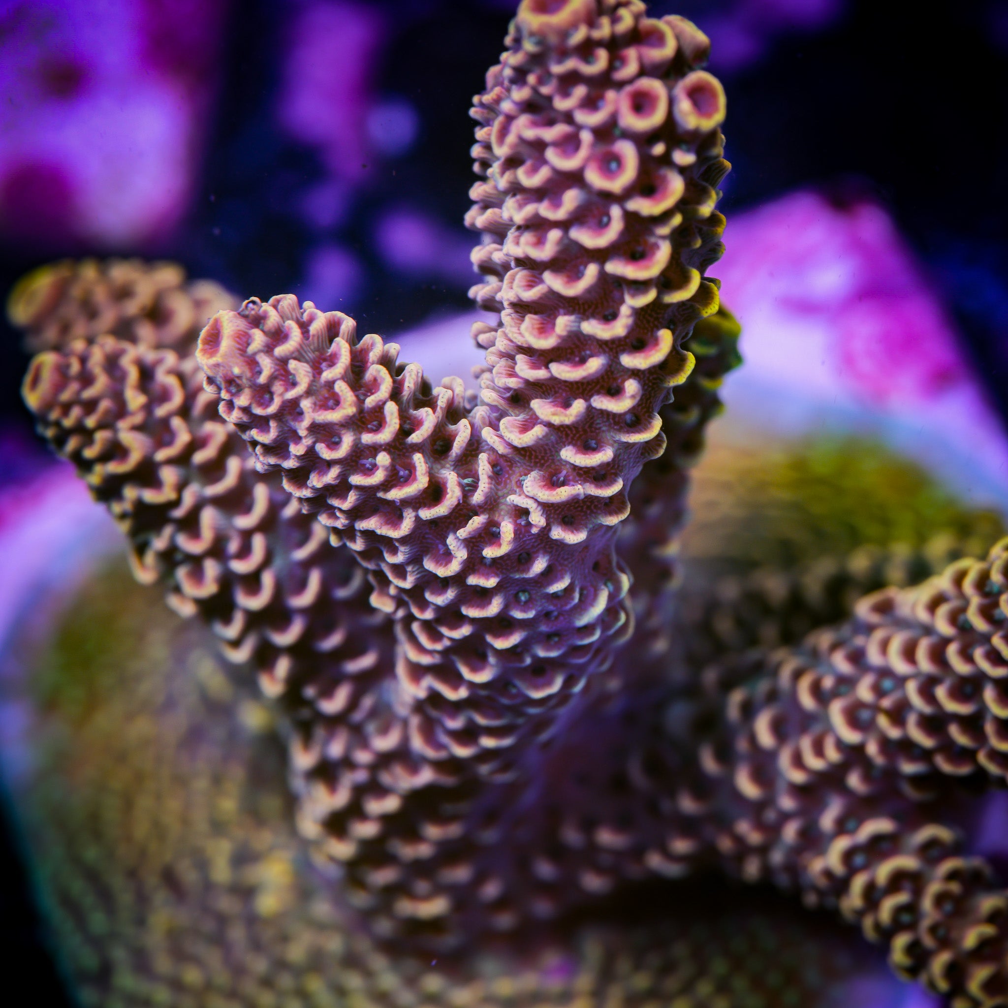 PEACH BLOSSOM MILLEPORA