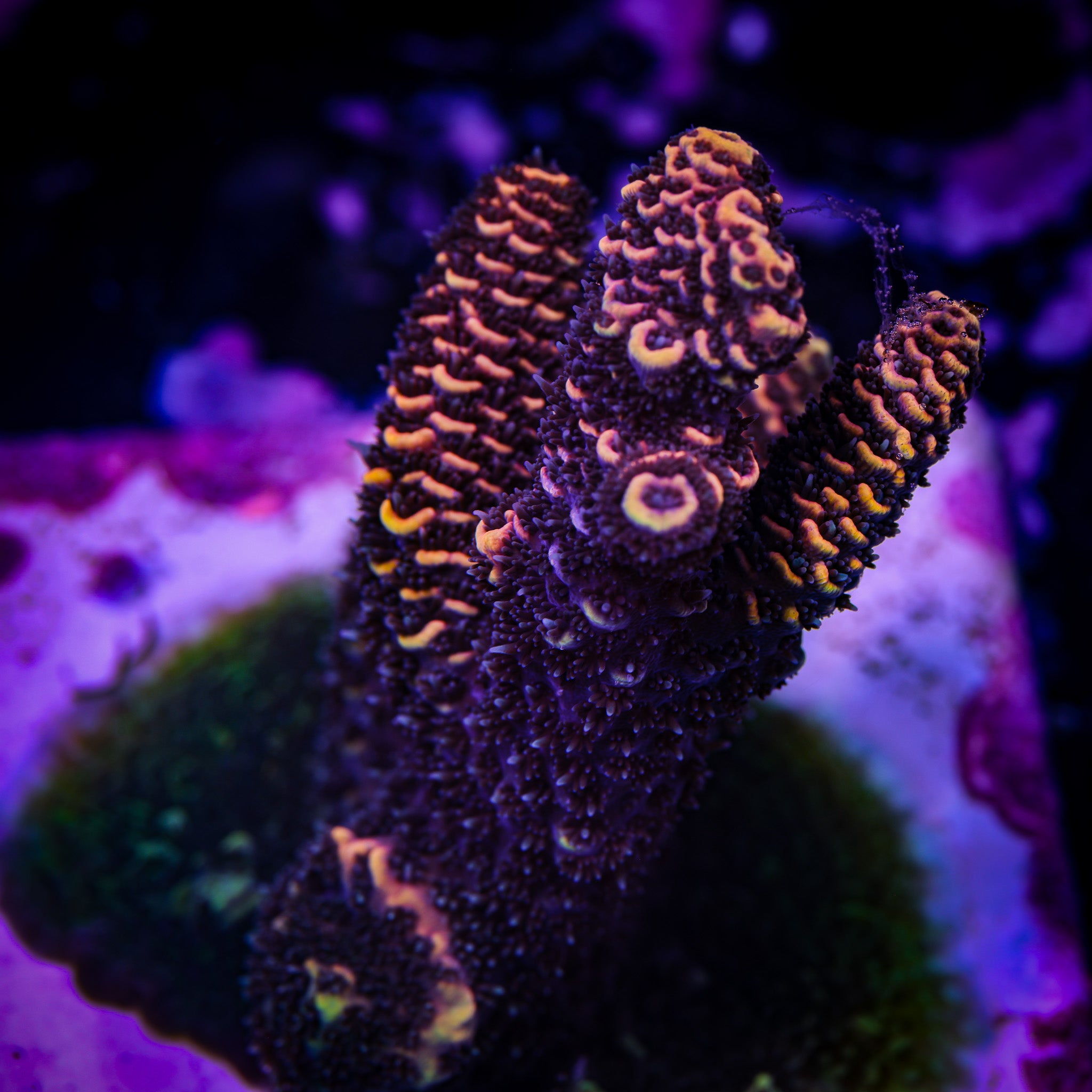 SOLAR FLARE MILLEPORA