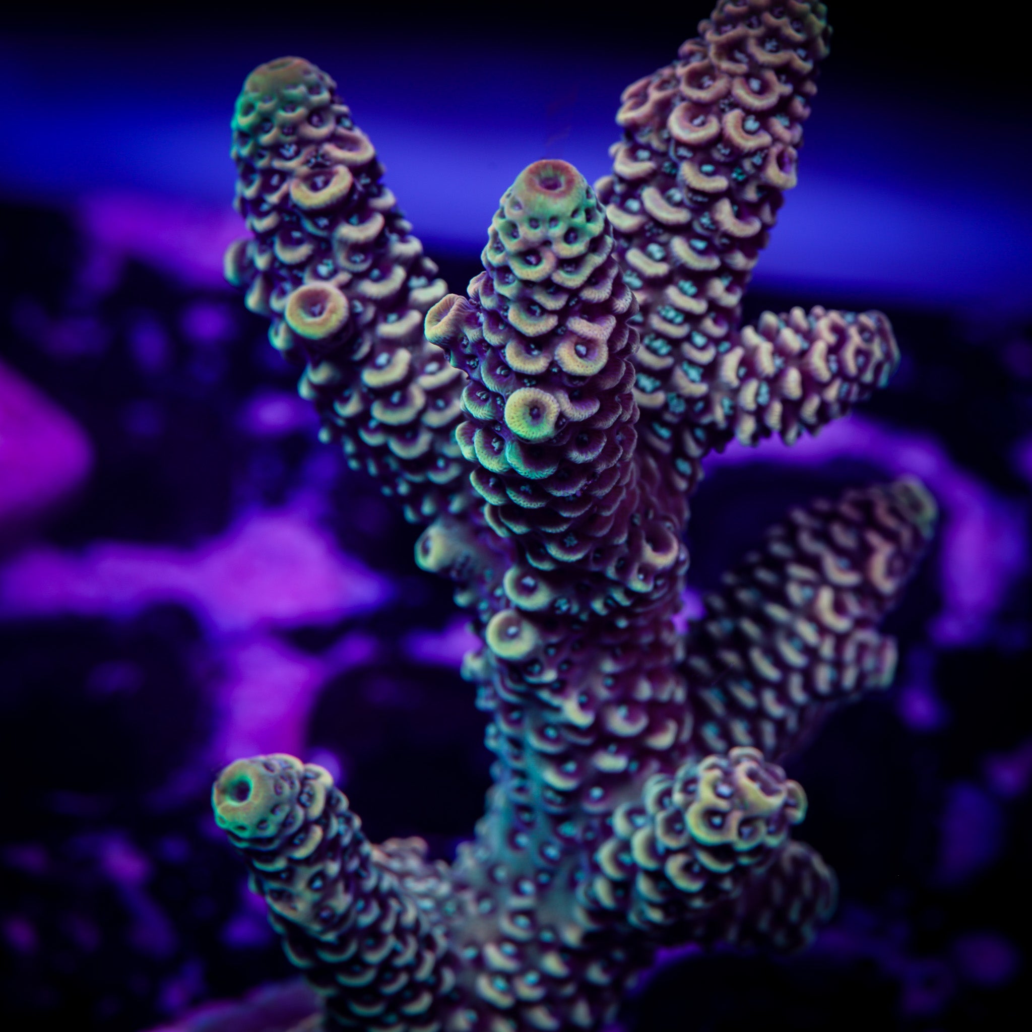 RAINBOW MILLEPORA