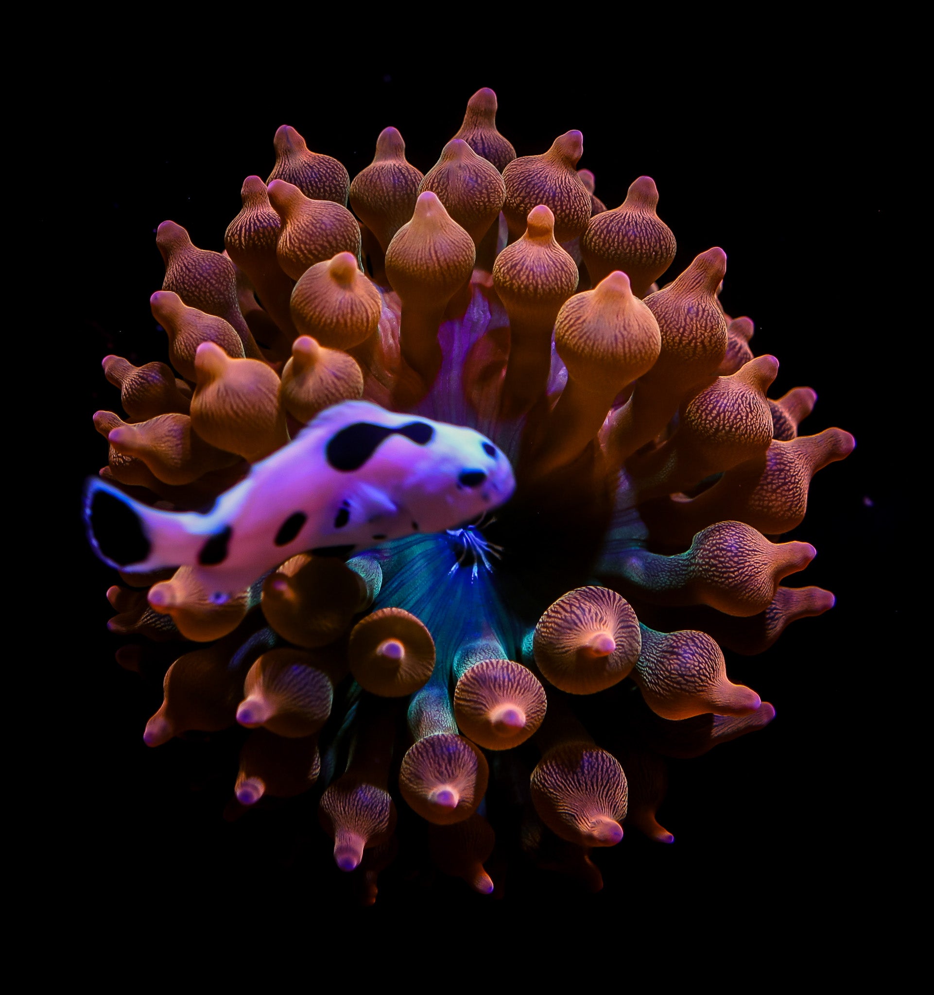 ROSE BUBBLE TIP ANENOME