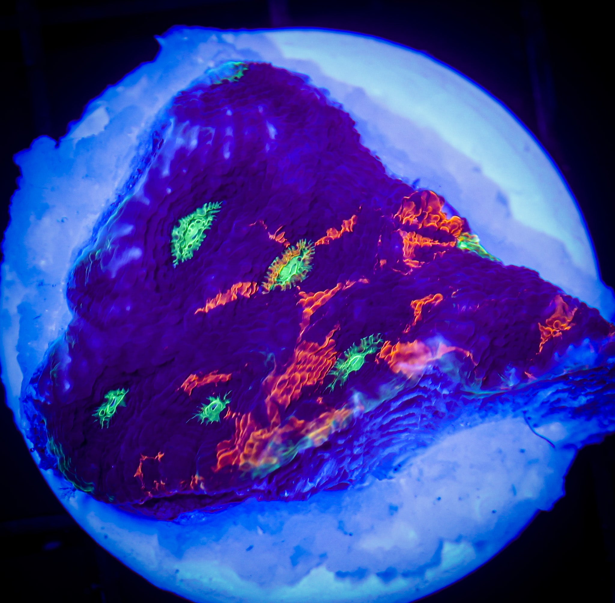 NEON TIGER ACAN ECHINATA