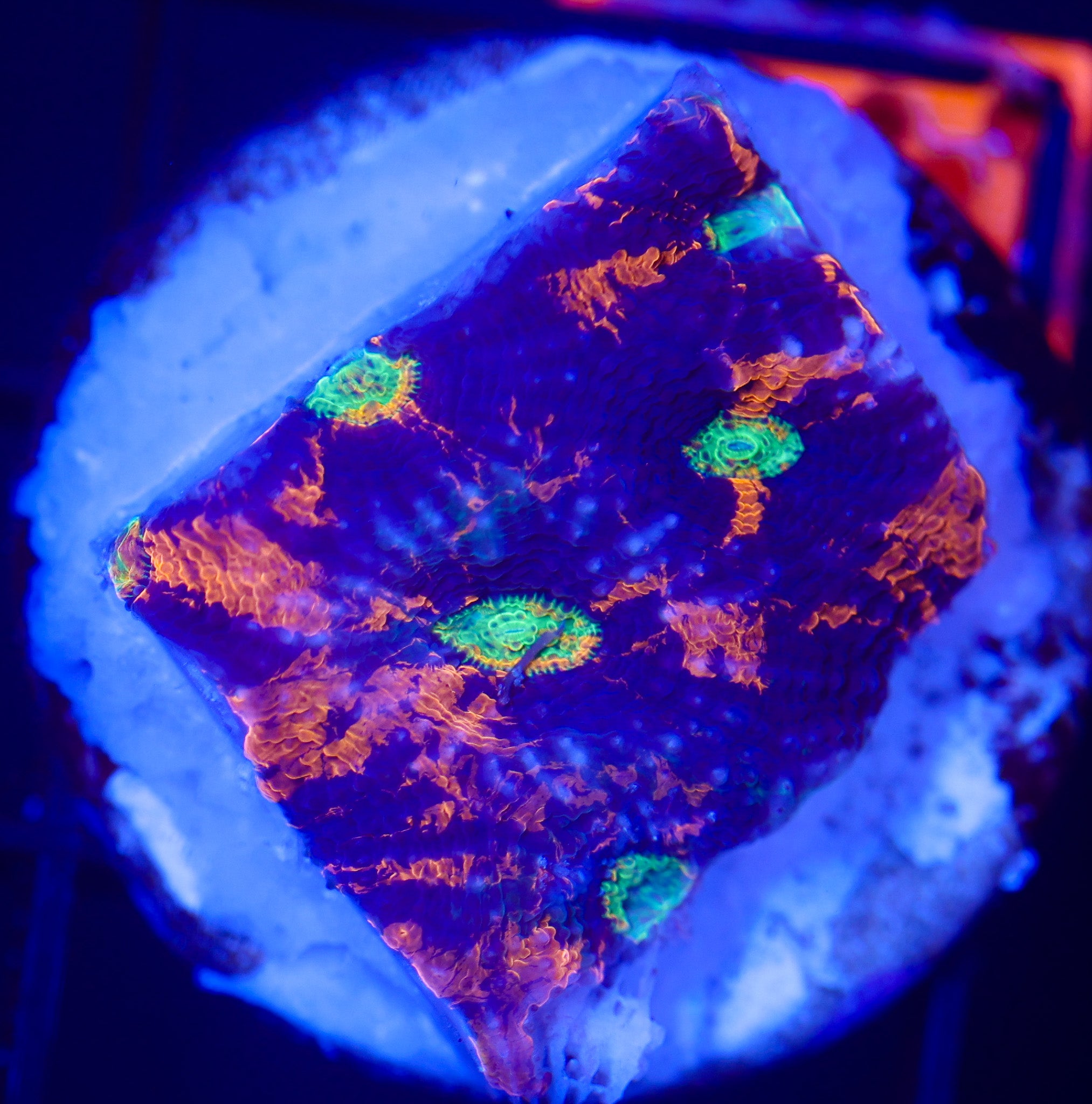 NEON TIGER ACAN ECHINATA