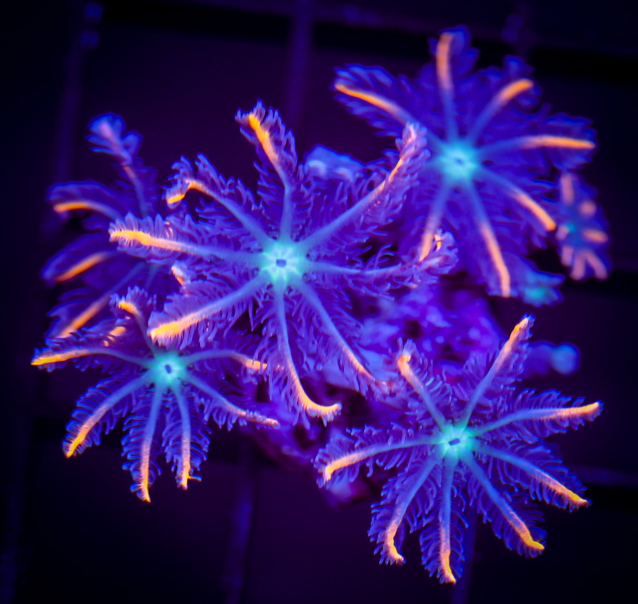 FIREWORKS CLOVE POLYPS