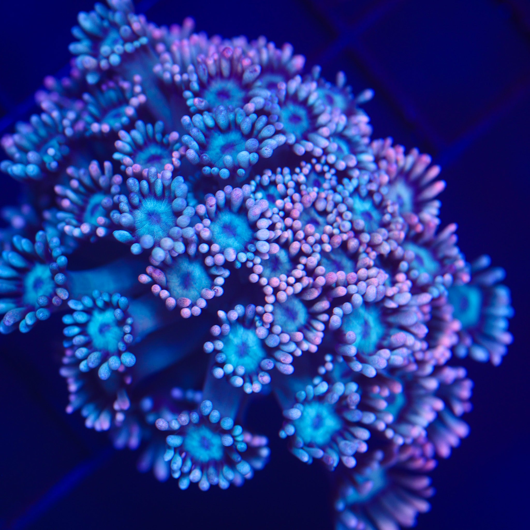 LUCKY CHARM GONIOPORA