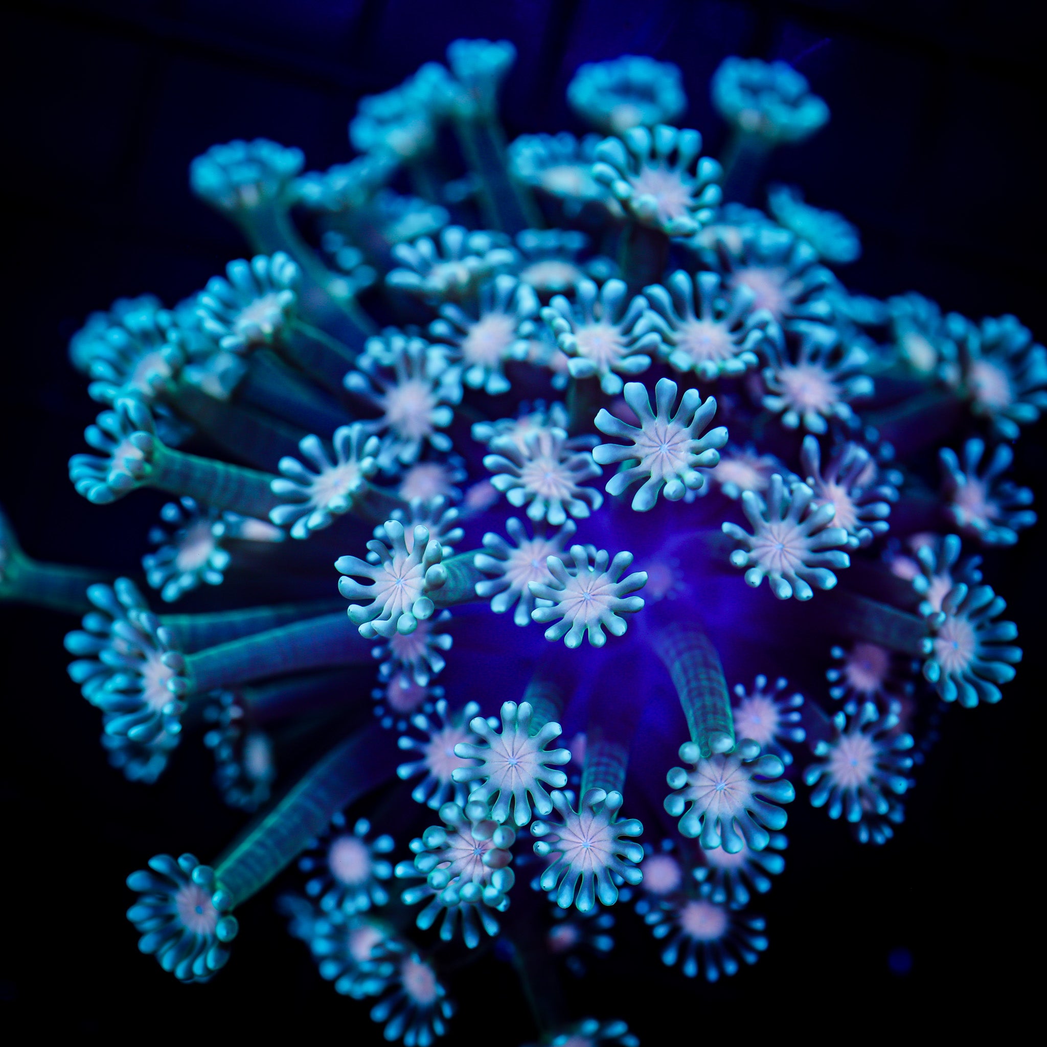 PINK CENTER ALVEOPORA