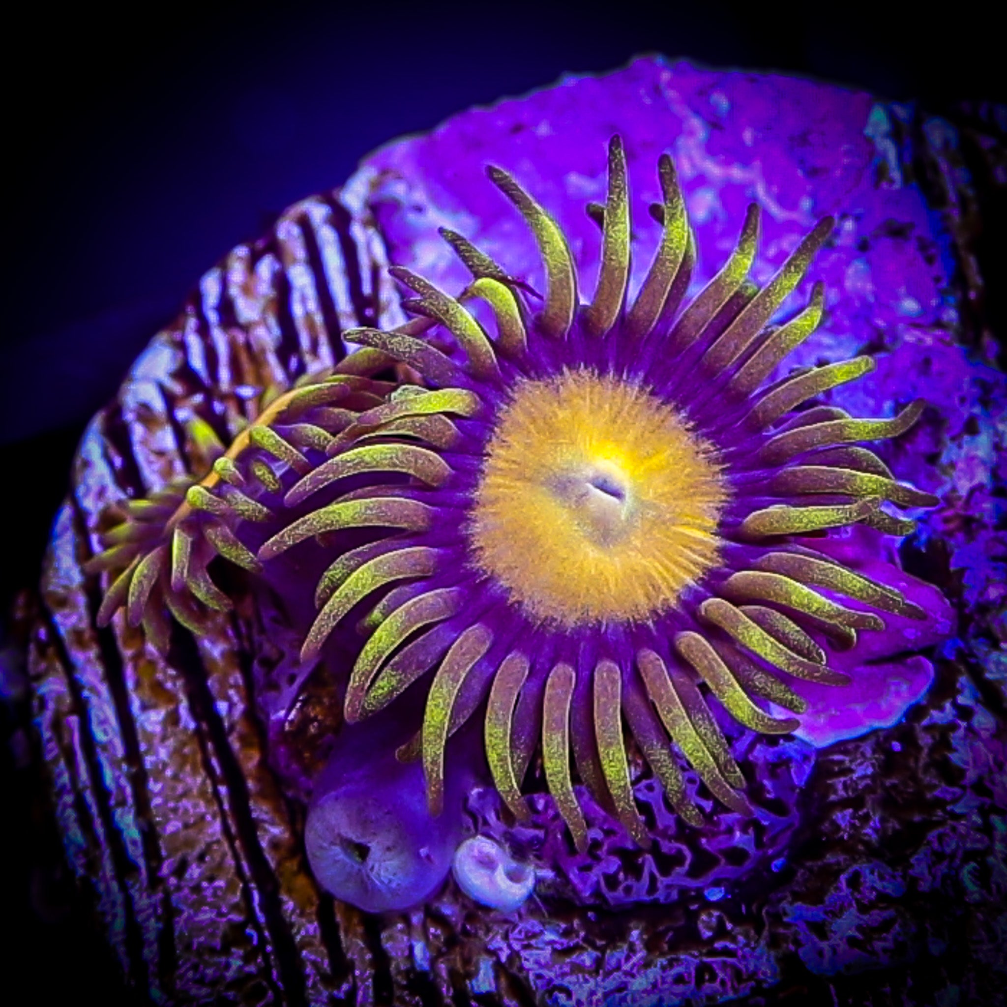 MIDAS ZOA
