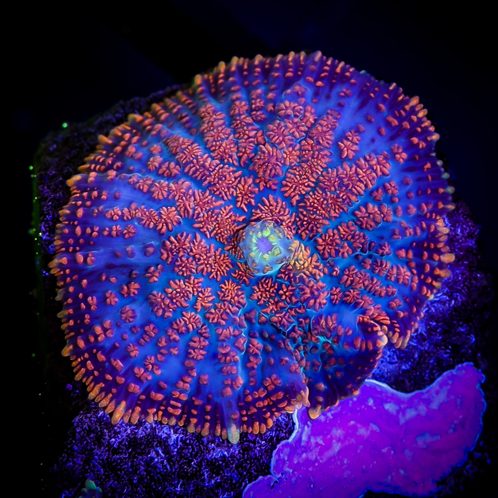 SUPERMAN RHODACTIS MUSHROOM