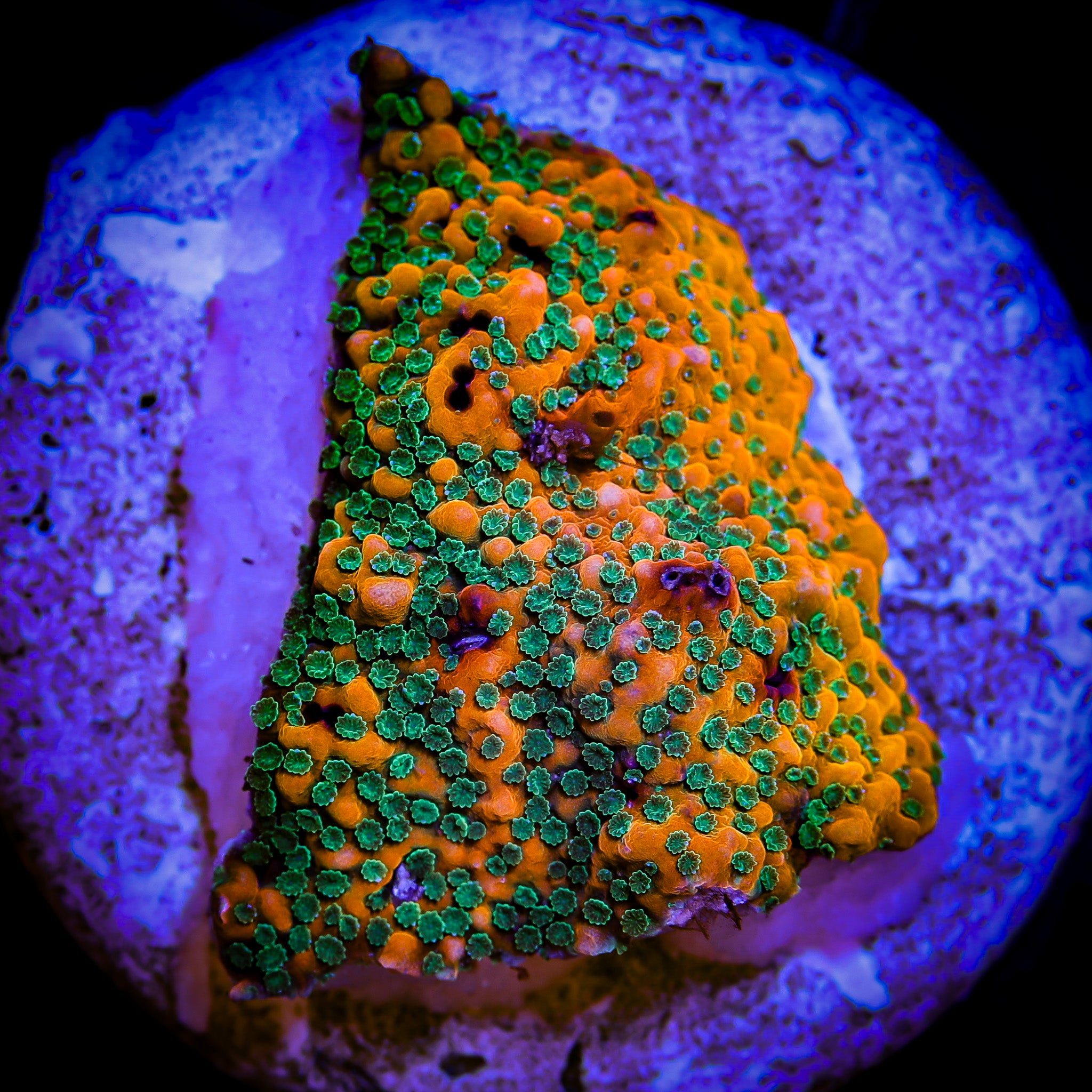 SUNSET MONTIPORA