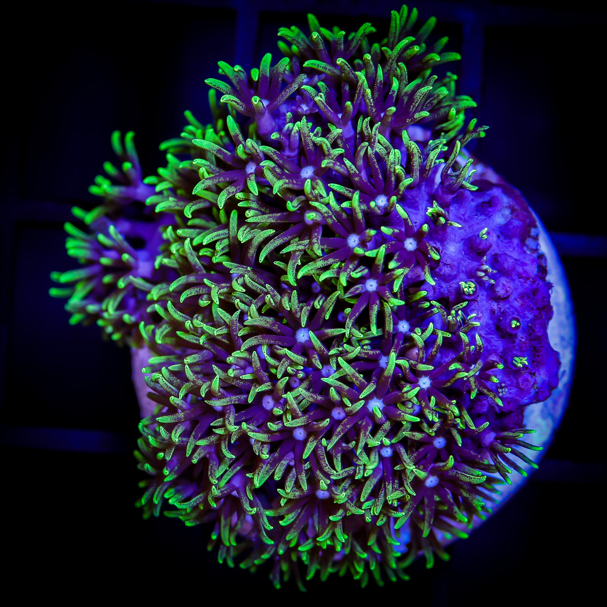 GREEN STAR POLYPS